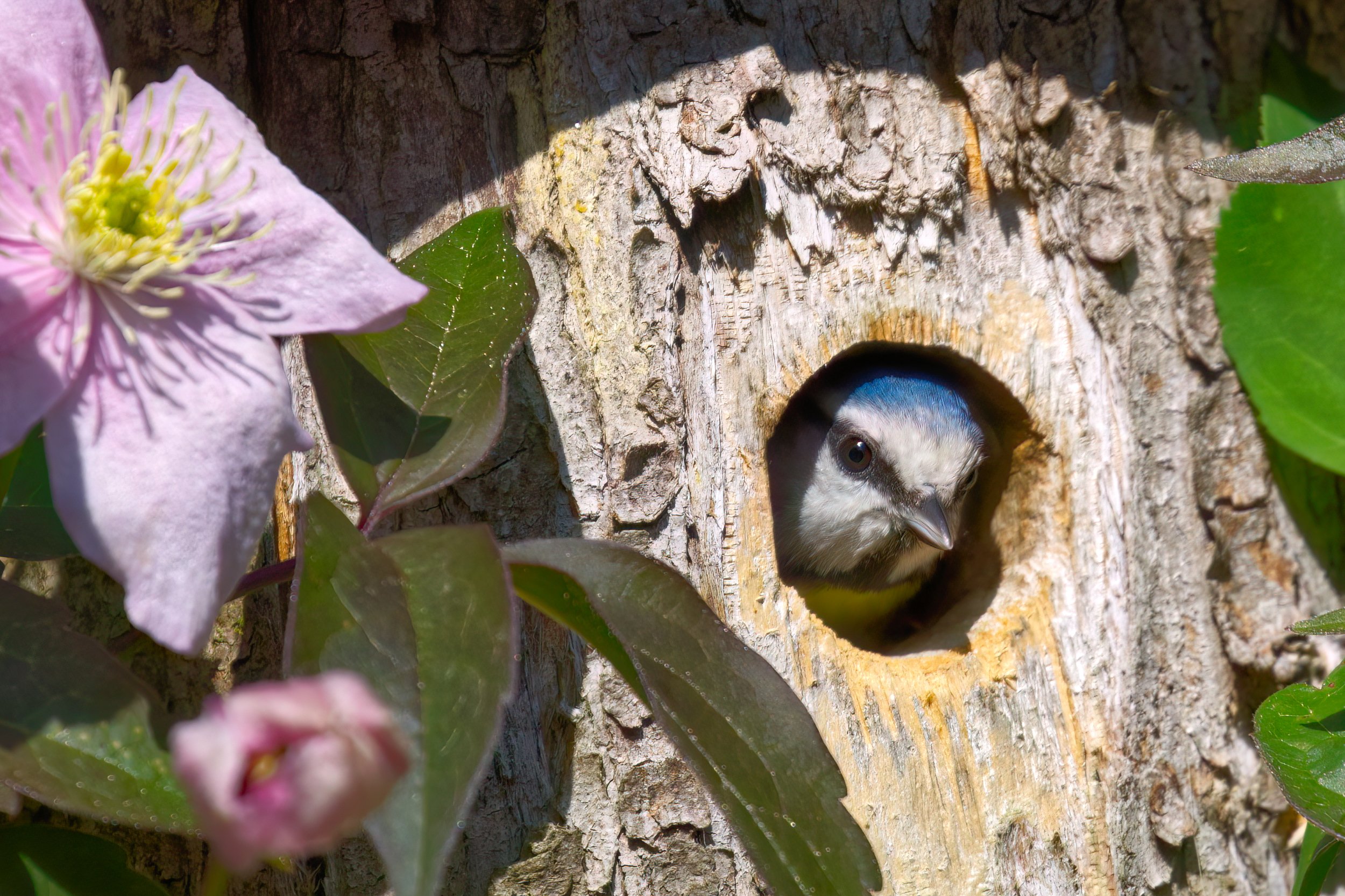 bluetit (1 of 1)_ed_gr.jpg