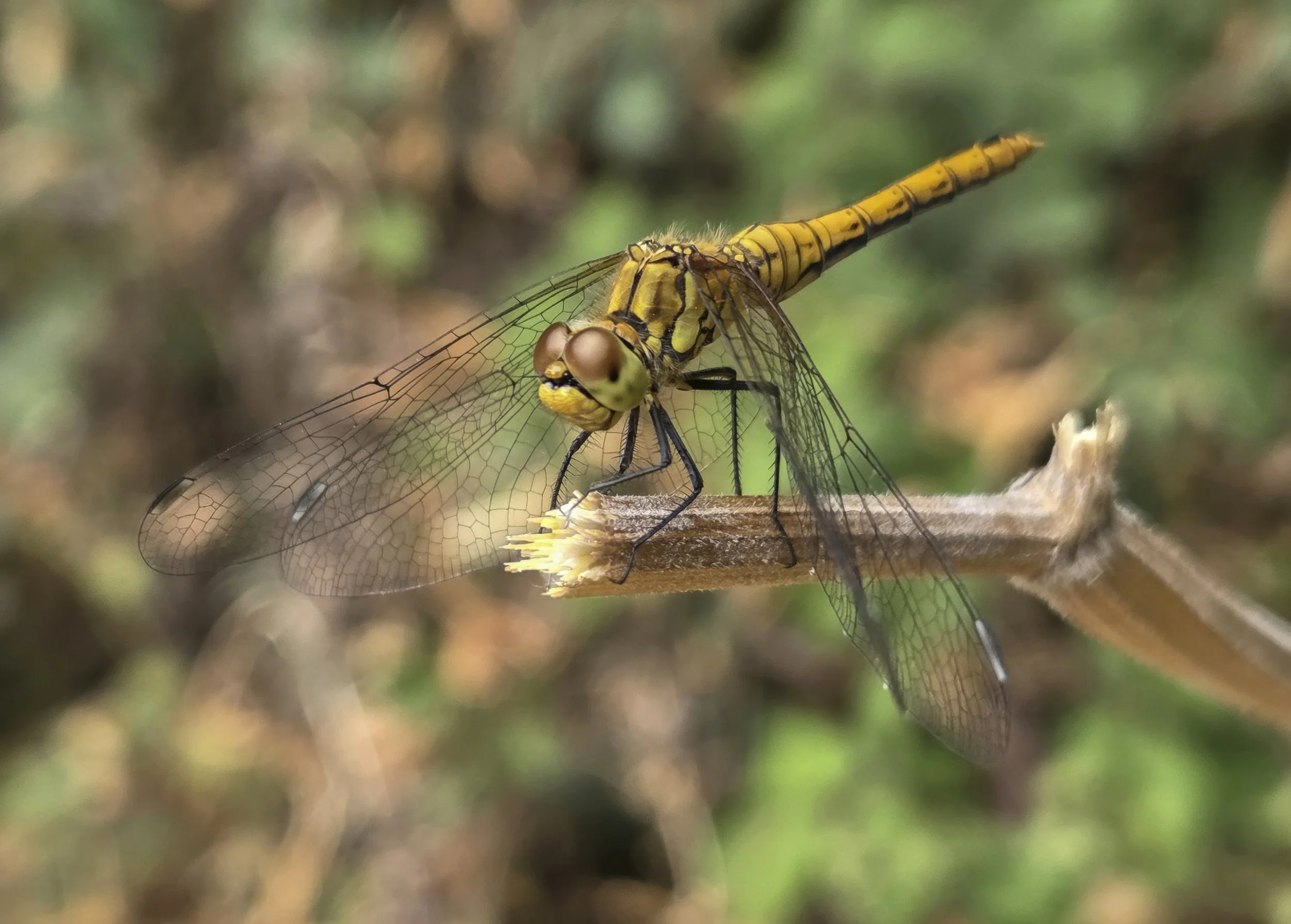 Last Page; Ruddy Darter dragonfly hanging out in Homefield Park; Photo by Jon Pavey