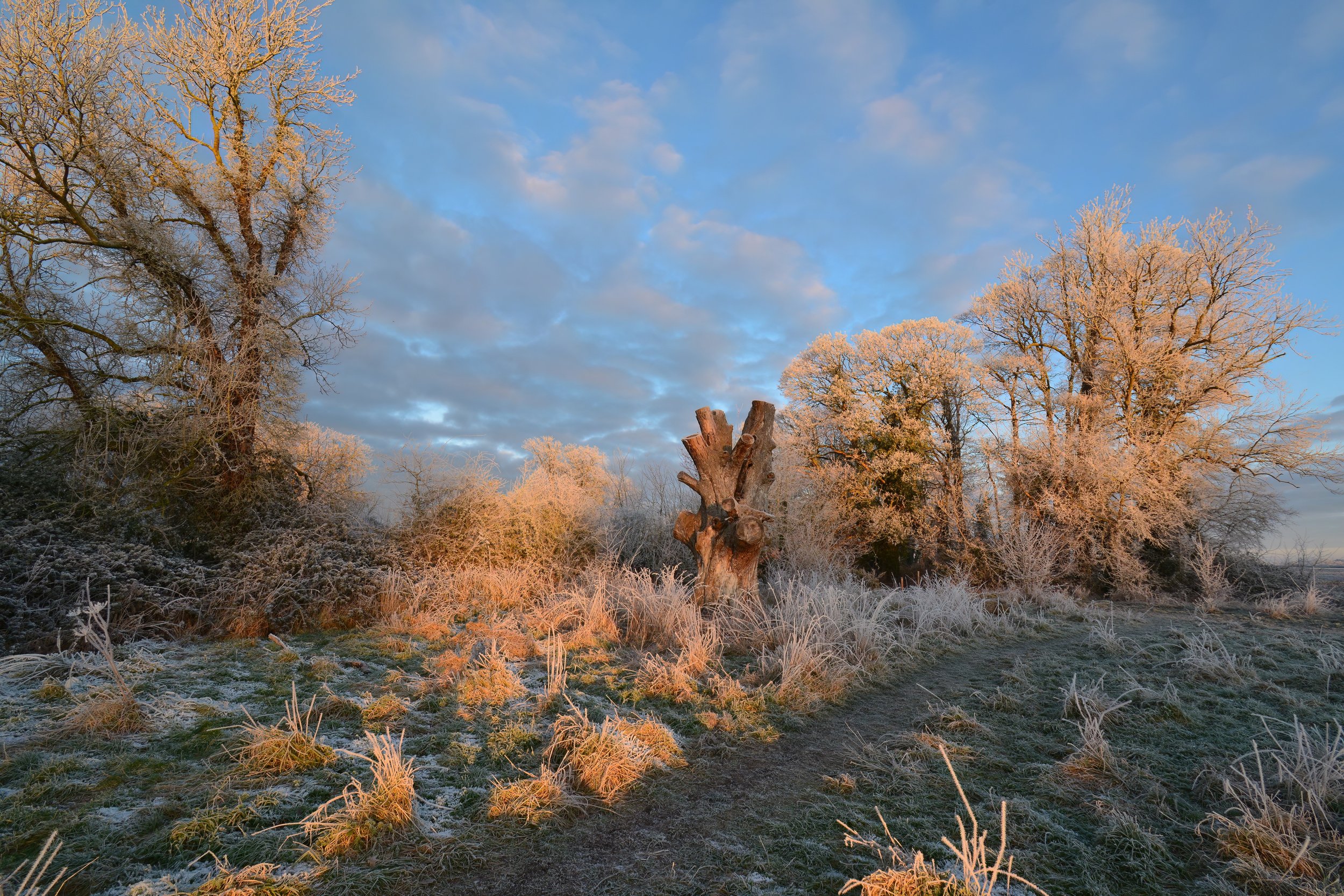 December; Hoar frost on Long Meadow, being lit by the first rays of the rising sun; Photo by Guy Richardson