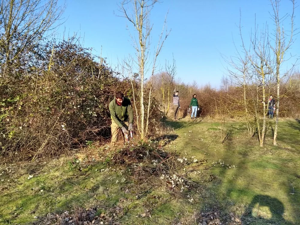 Bramble and scrub management