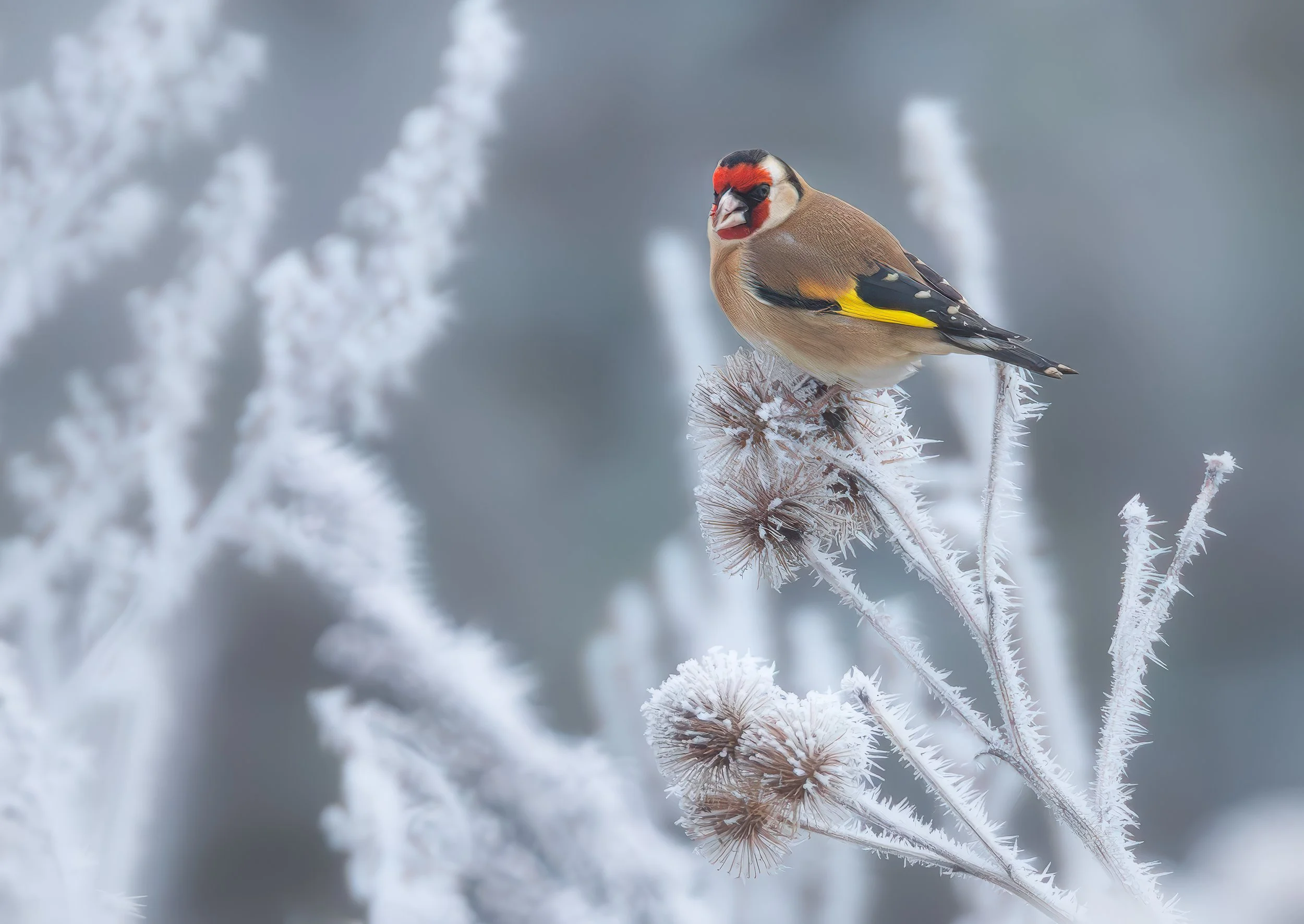 January; Goldfinch in hoar frost, Long Meadow; Photo by Penny Reeves