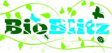 What is a BioBlitz?