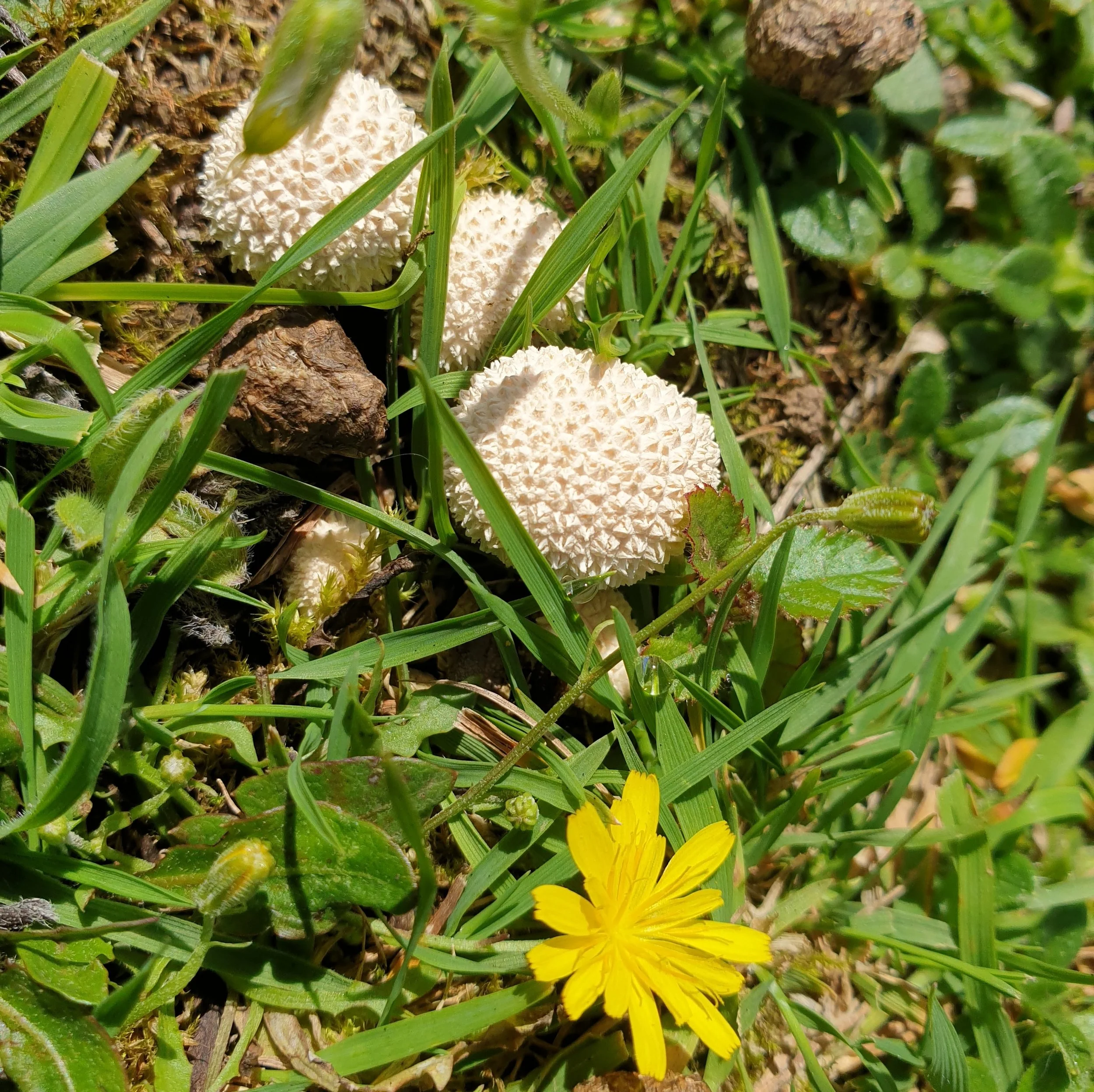 Common Puffball