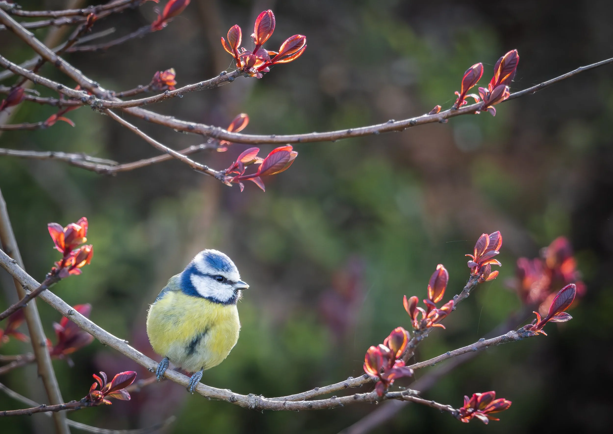 May; Blue Tit in our garden in Histon as it was queuing for the bird feeder; Photo by Penny Reeves