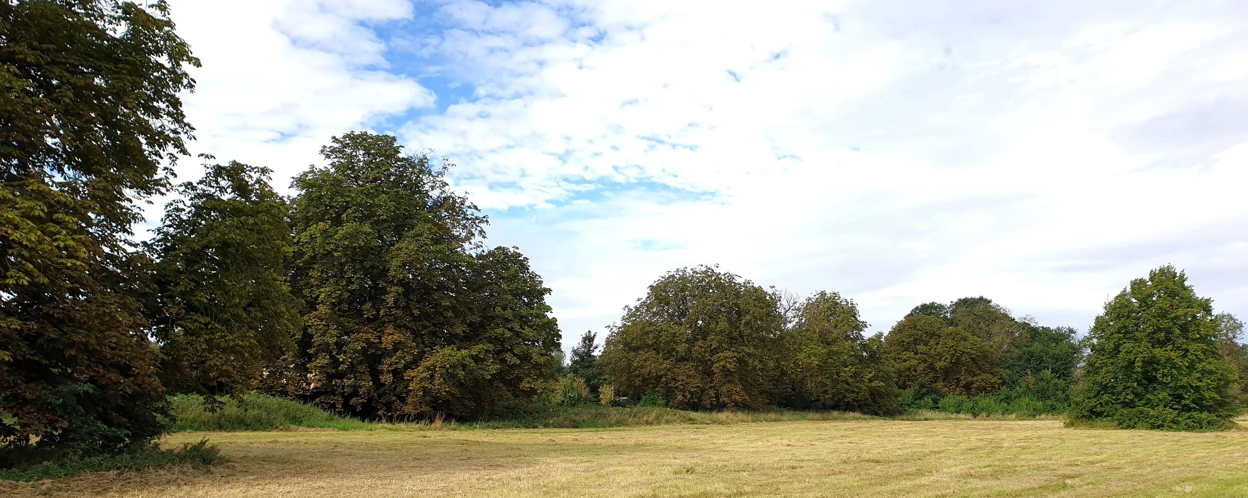 The Avenue and other Specimen Trees