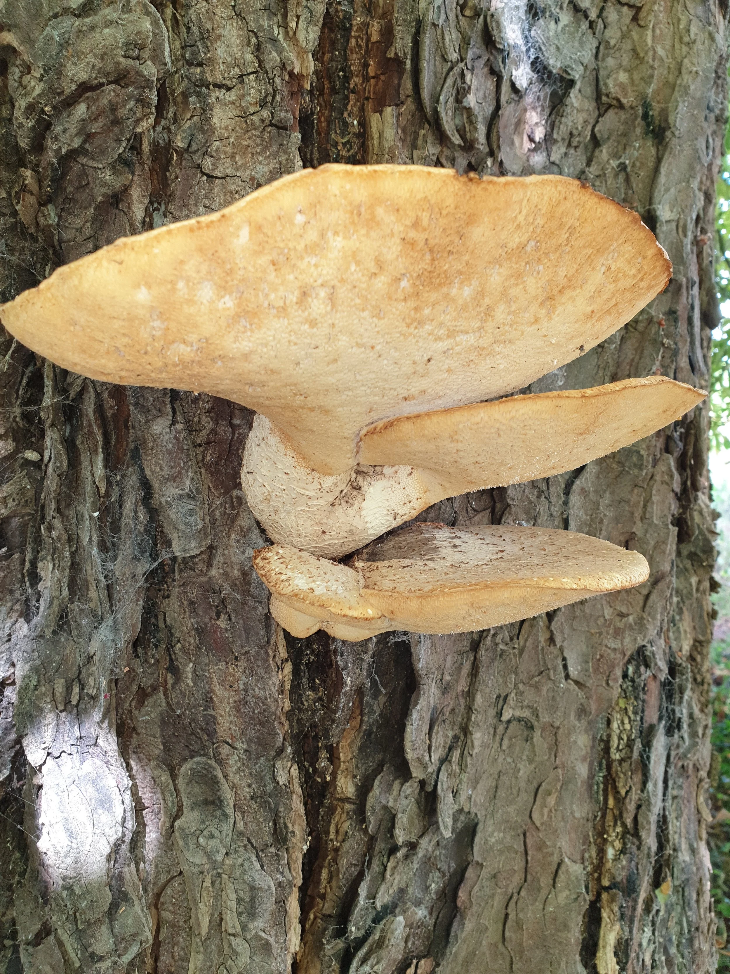 Dryad’s Saddle