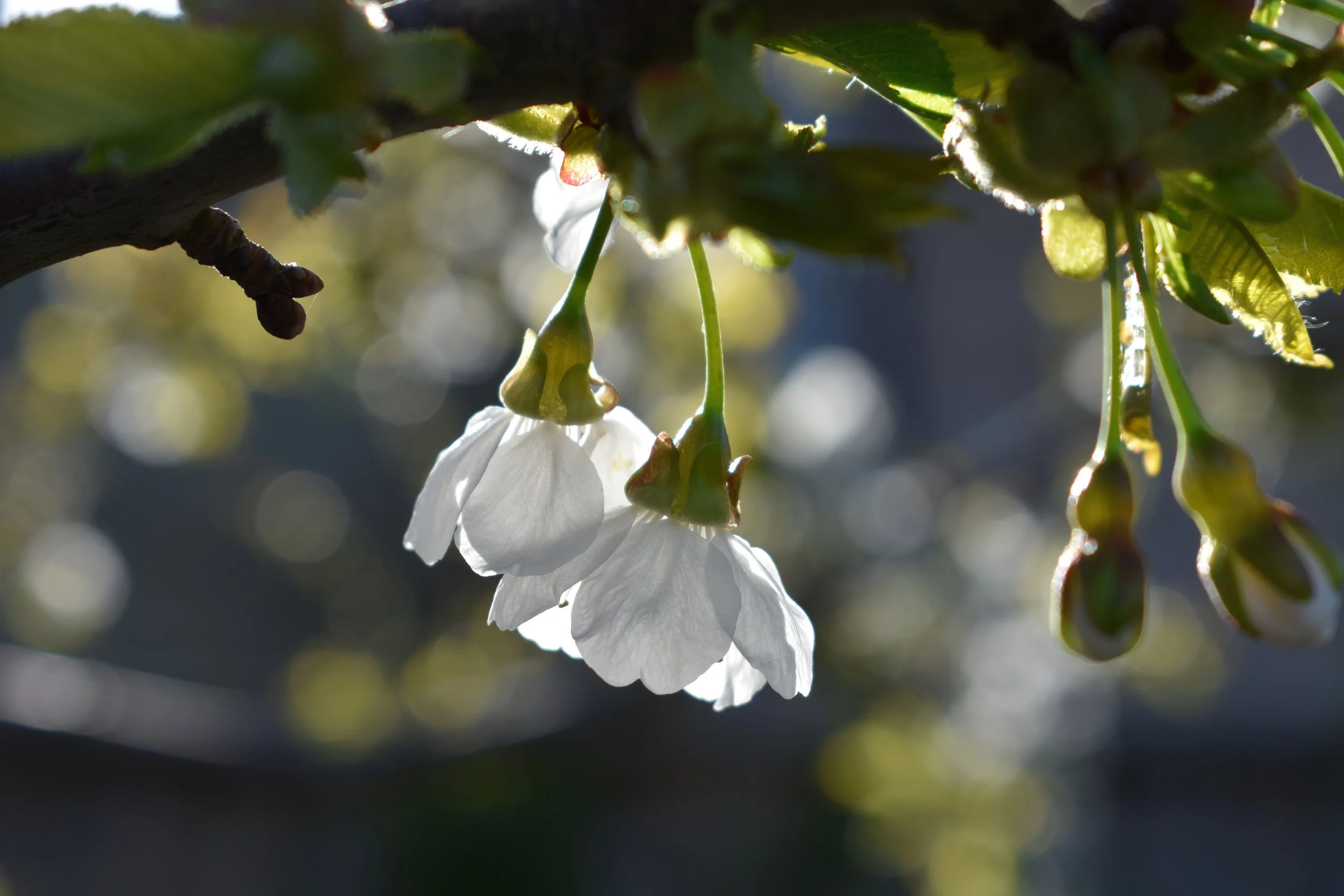 April; Cherry blossom in my garden in Impington; Photo by Katharine Holliday