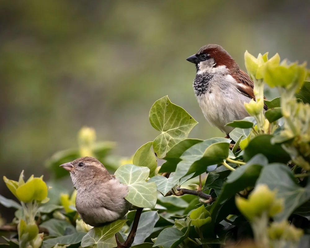 Wildlife photography for our website and newsletter