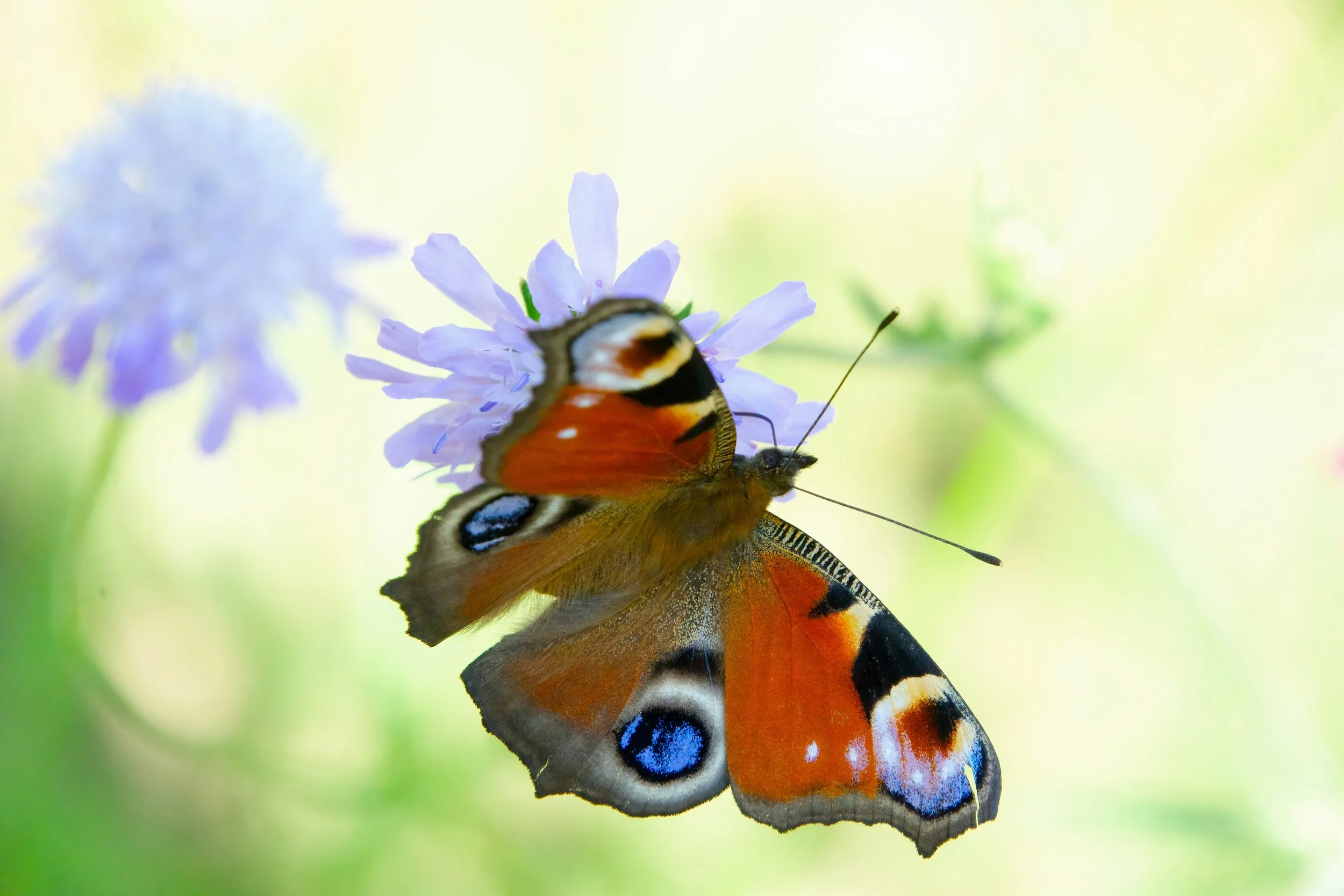August: Peacock butterfly on scabious in my garden in Histon; Photo by Guy Richardson