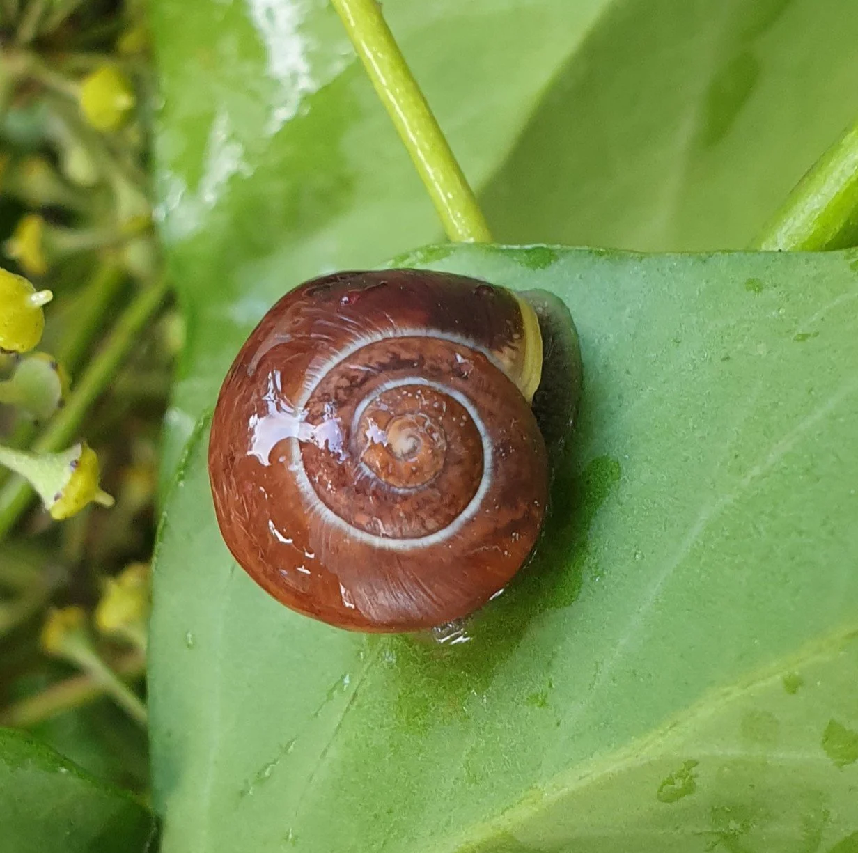 Cepaea snail
