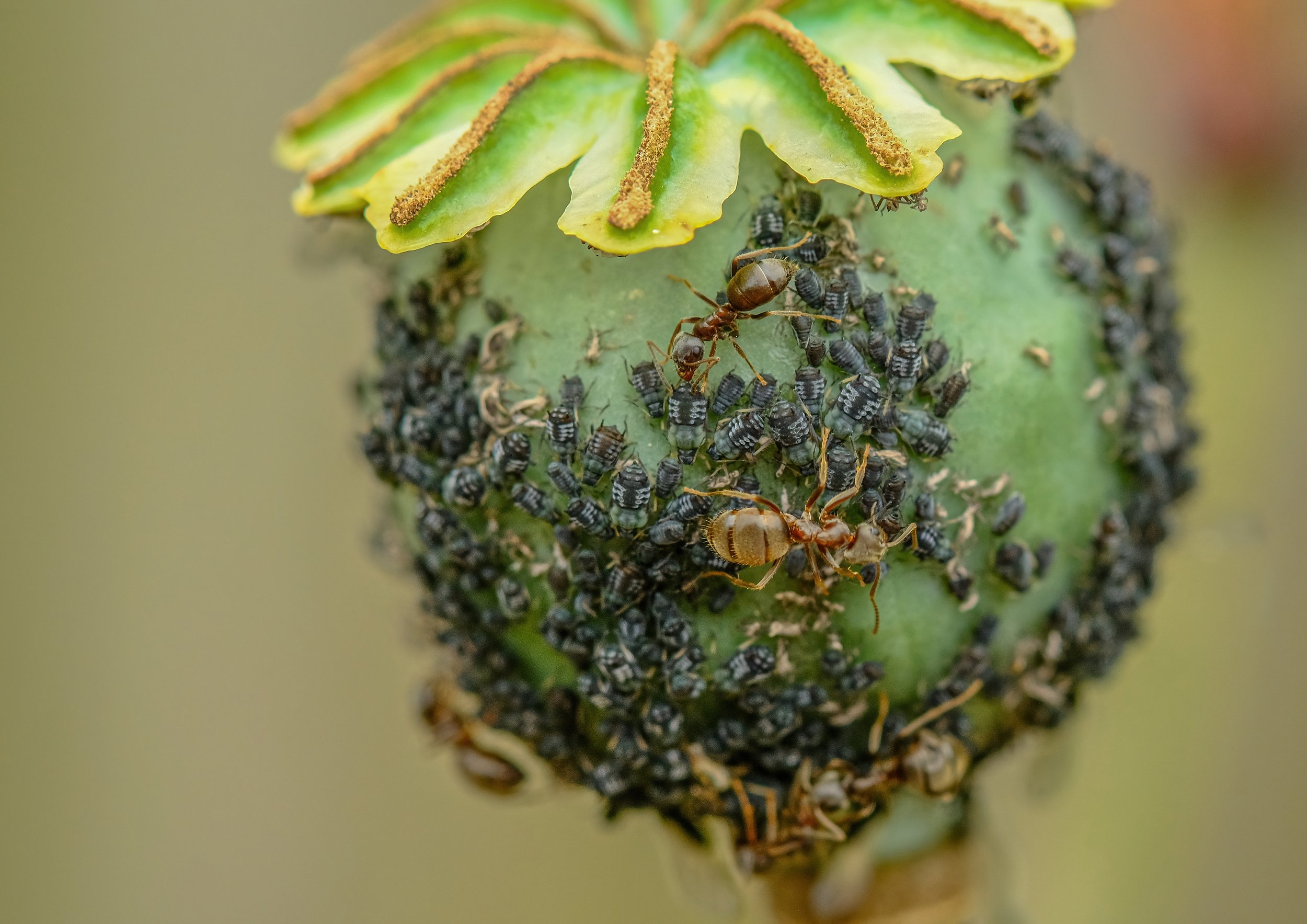 04-Ants.jpg