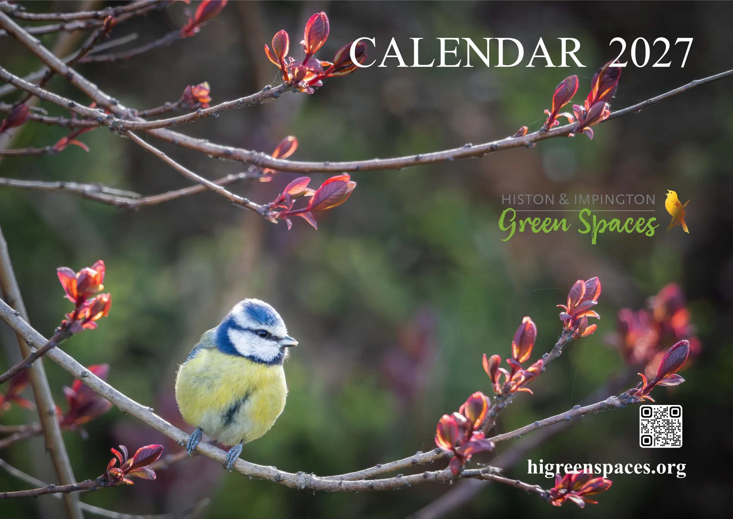 bluetit_apr04_ed6a.jpg