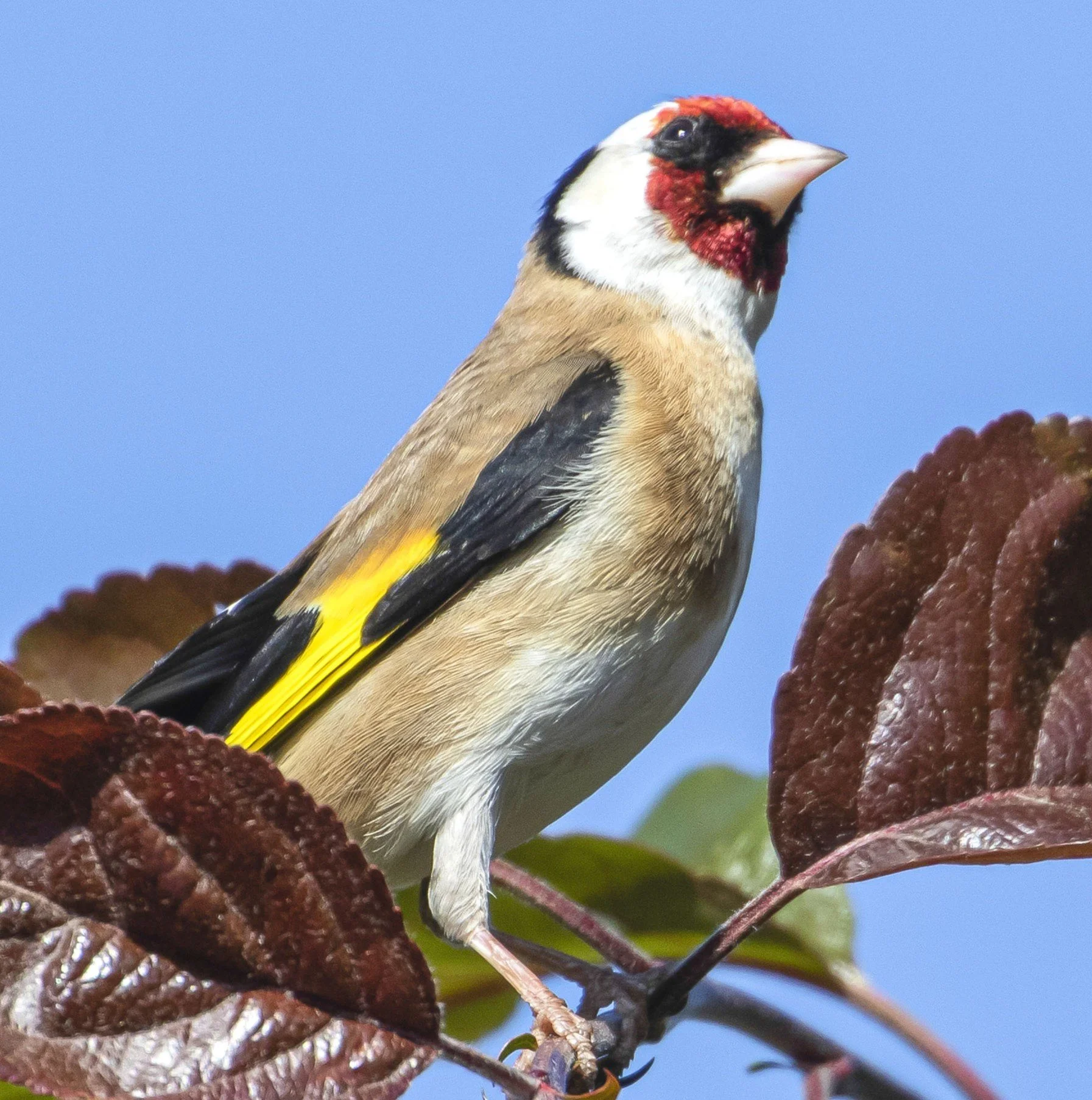 Goldfinch