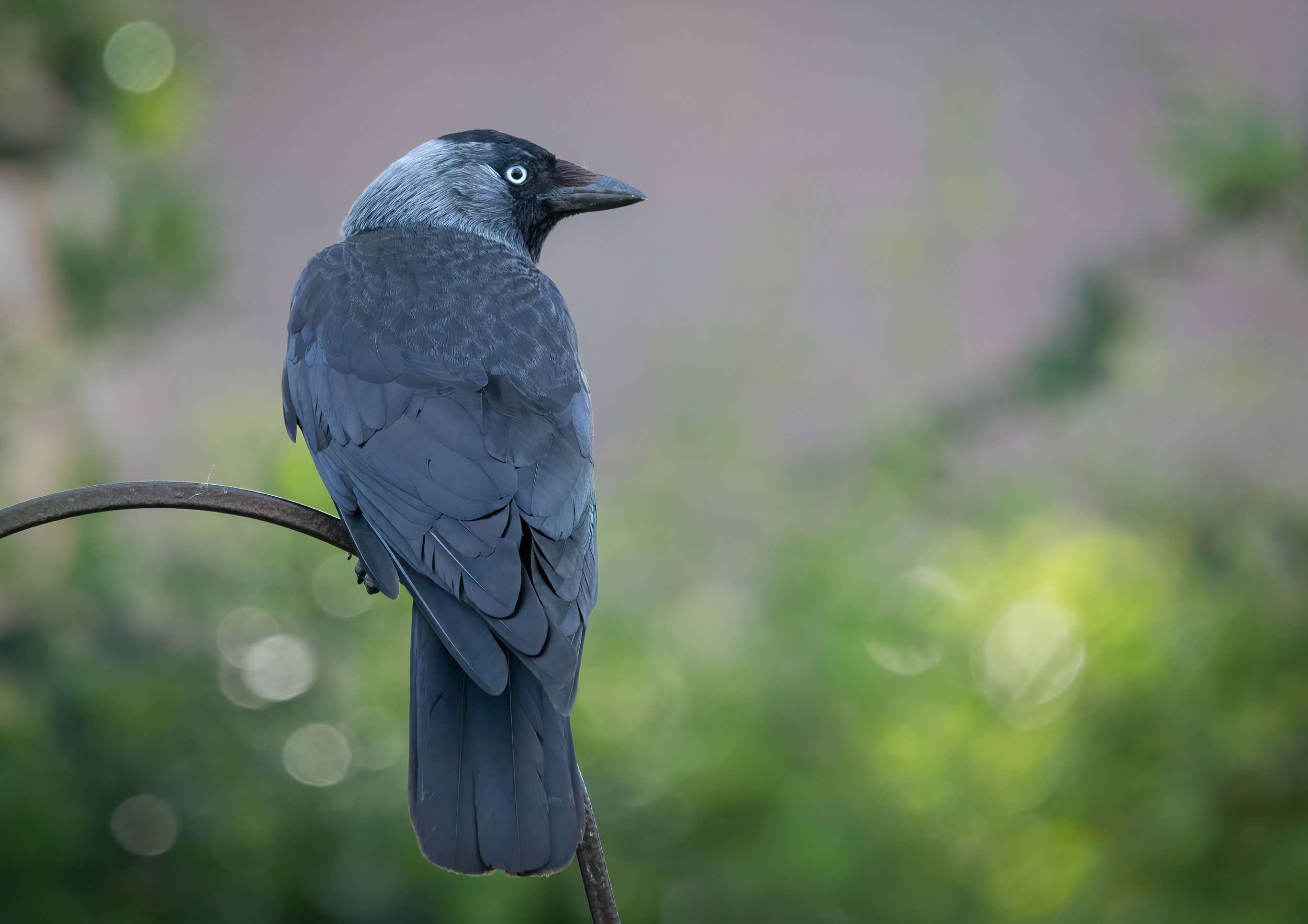 jackdaw.jpg
