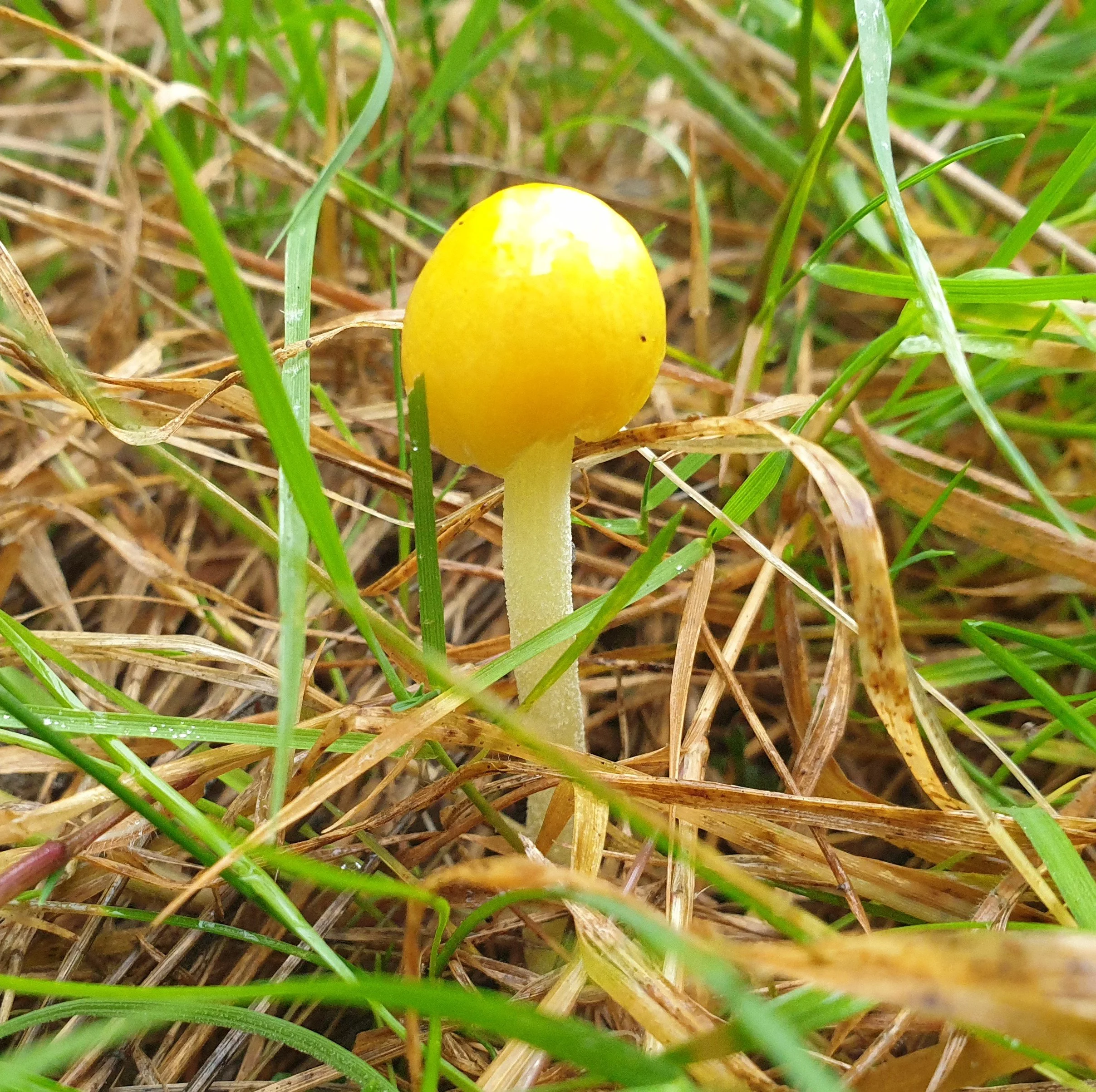 Fungi of Long Meadow