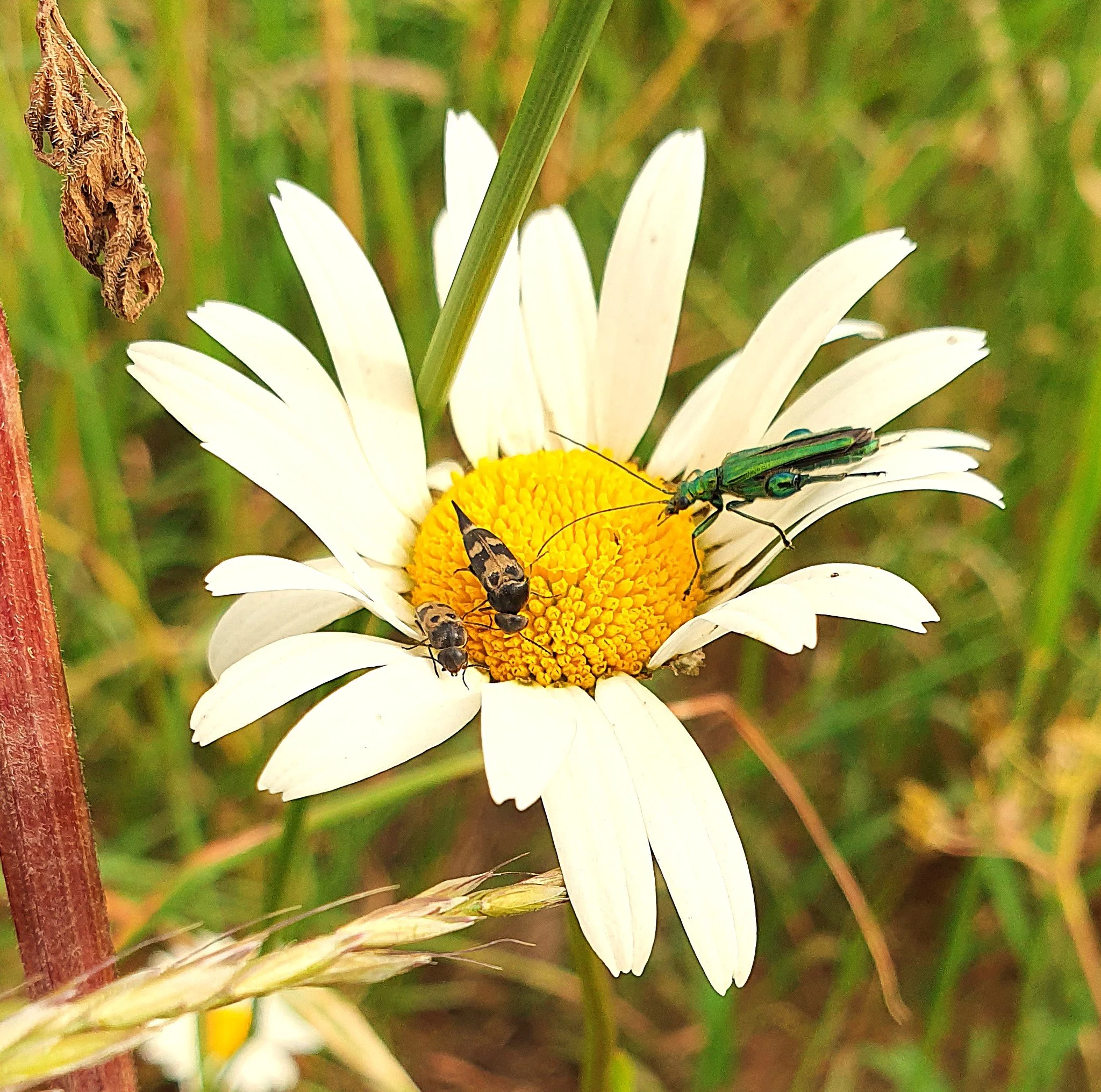 Beetles on Oxeye daisy
