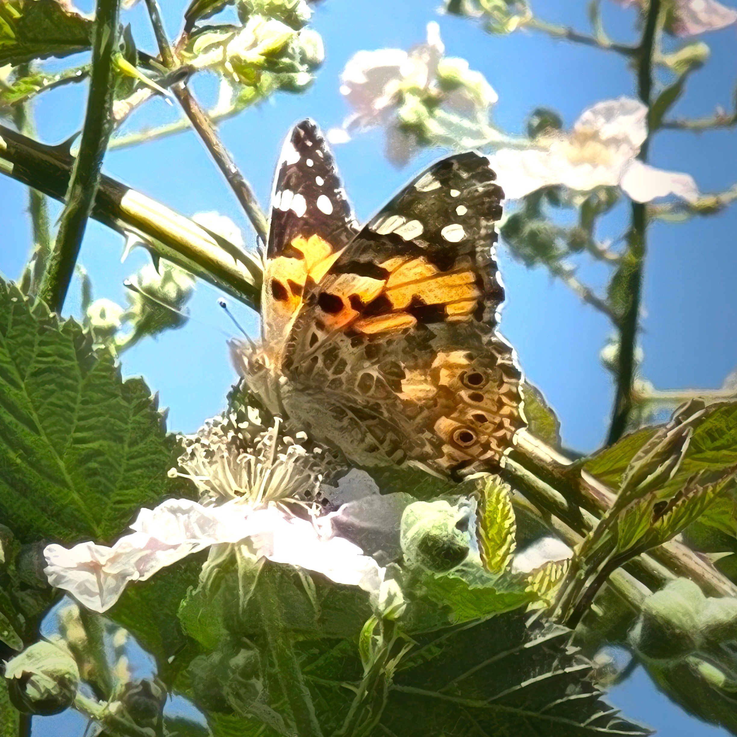 Painted lady