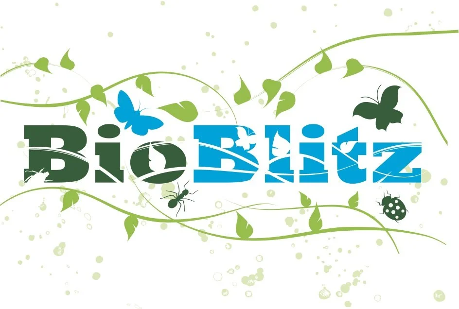 BioBlitz a hot success!