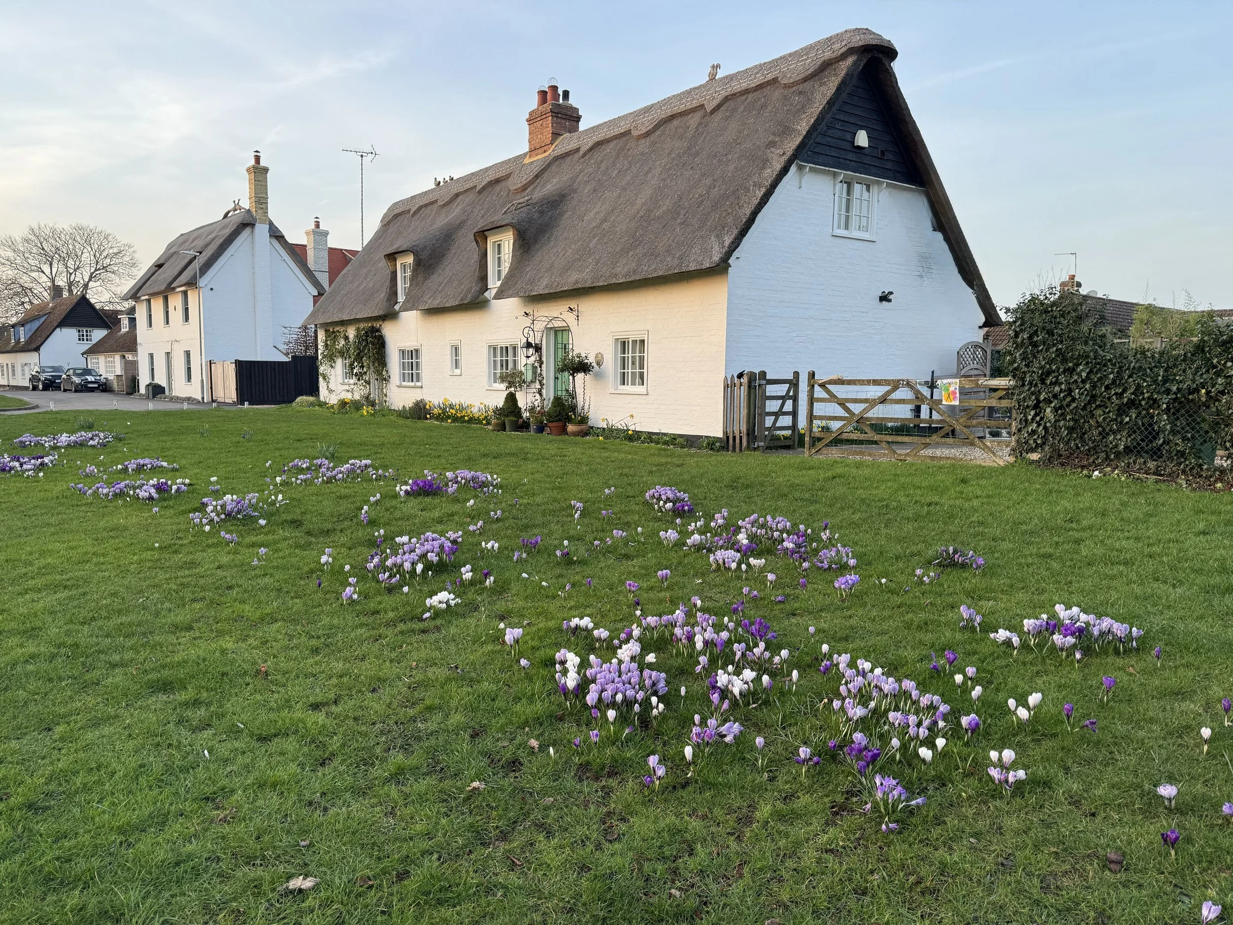 February; Early Spring Flowers at Histon Green; Photo by David Berry