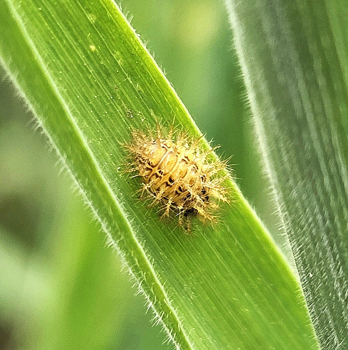 24-spot ladybird (larva)
