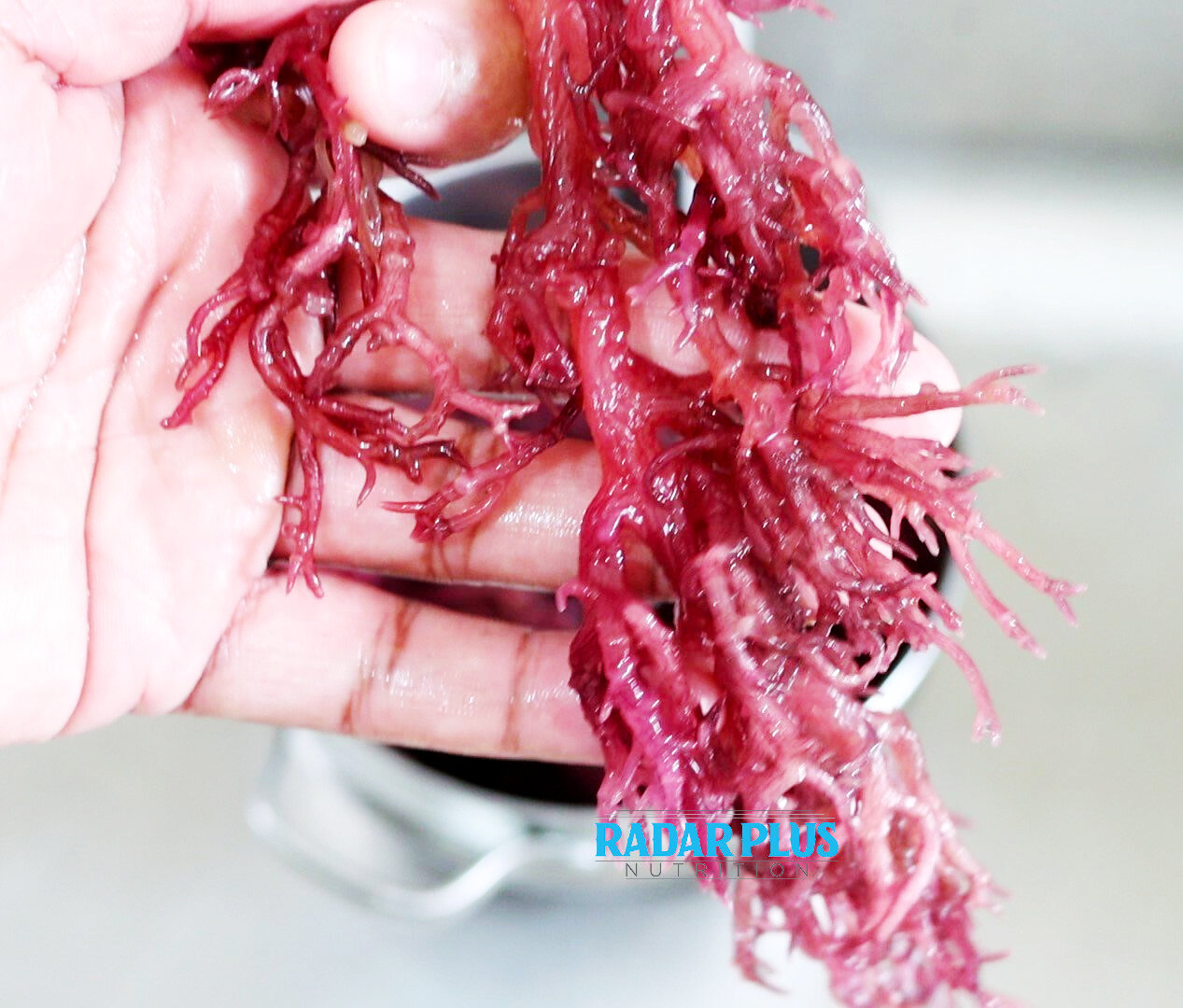 Purple Sea Moss (Gracilaria) - Dried (60g) – GA VITALS