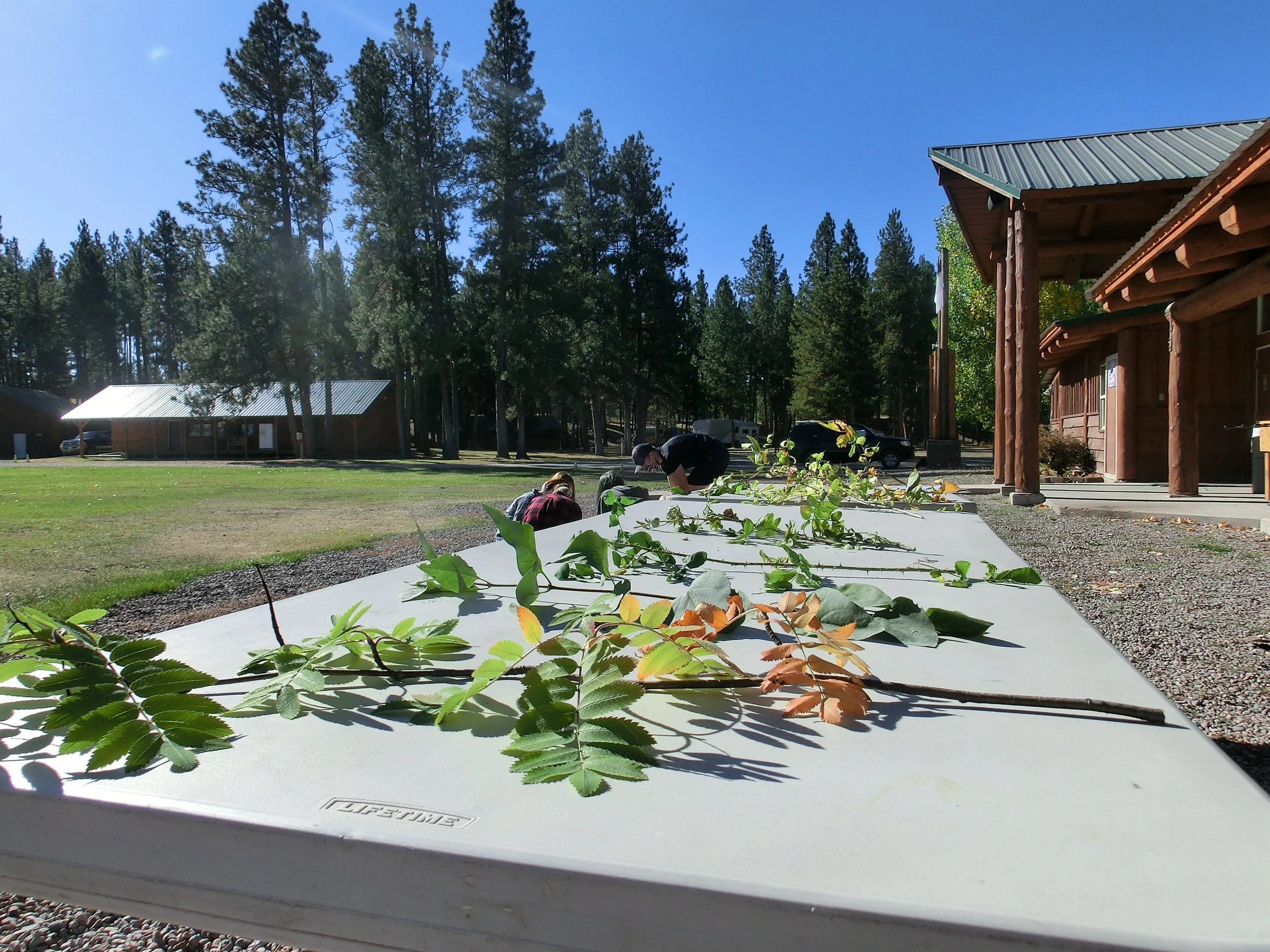 native plants montana
