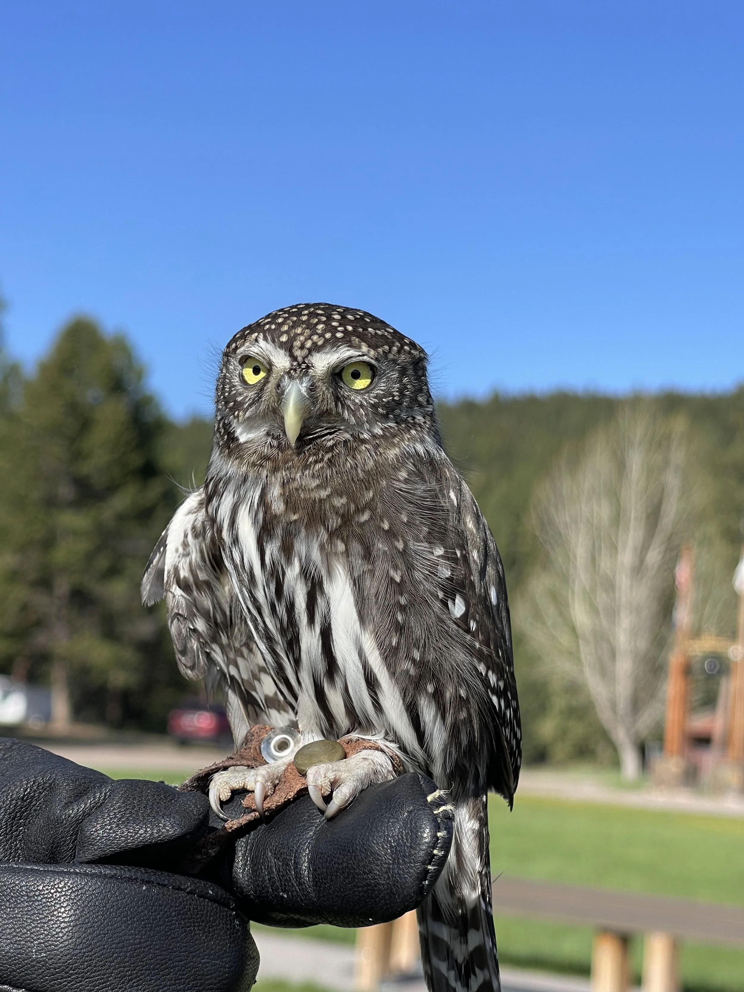 owls montana