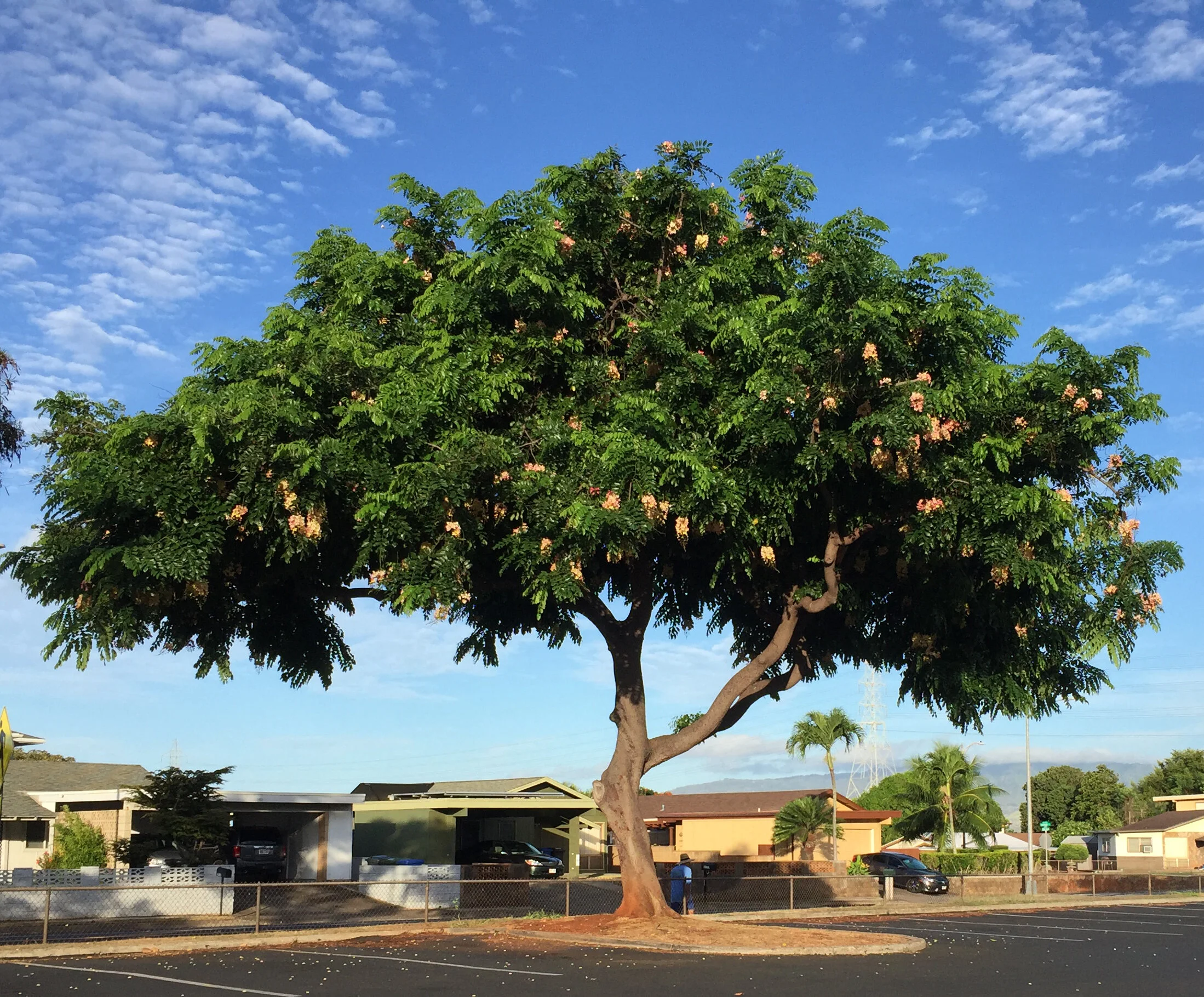 Shading our communities with trees