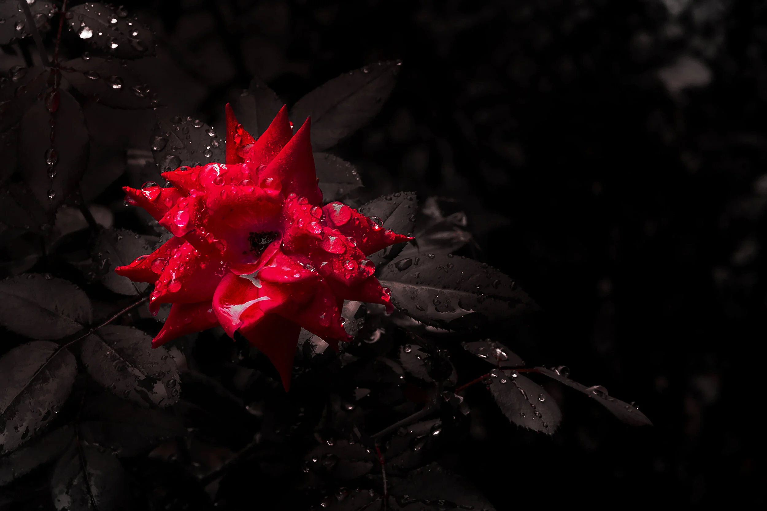16x20.jpg