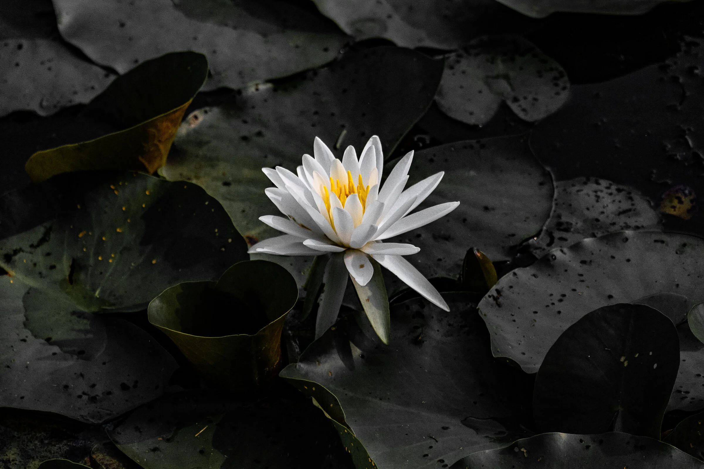 House Pic-Lotis Flower02.jpg