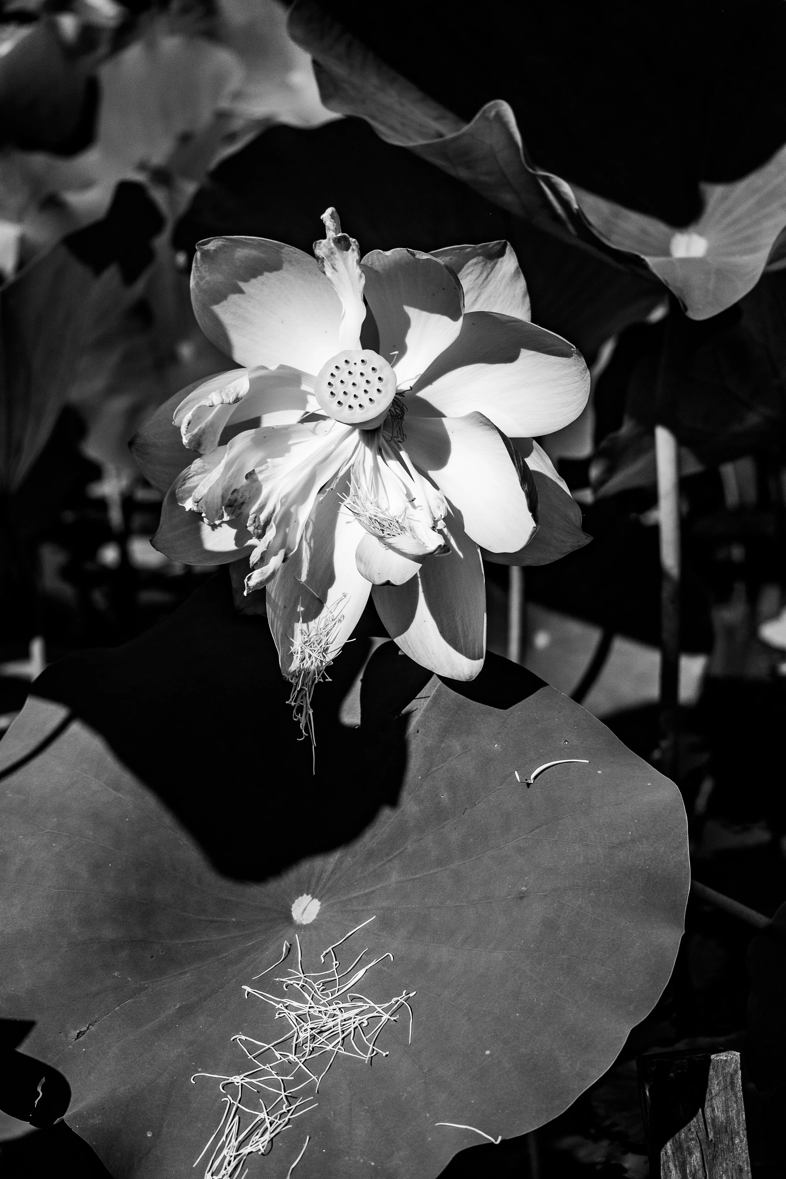 DSCF1123-2.jpg