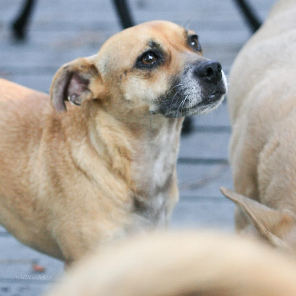 Button - Poussay Washington(OITNB)