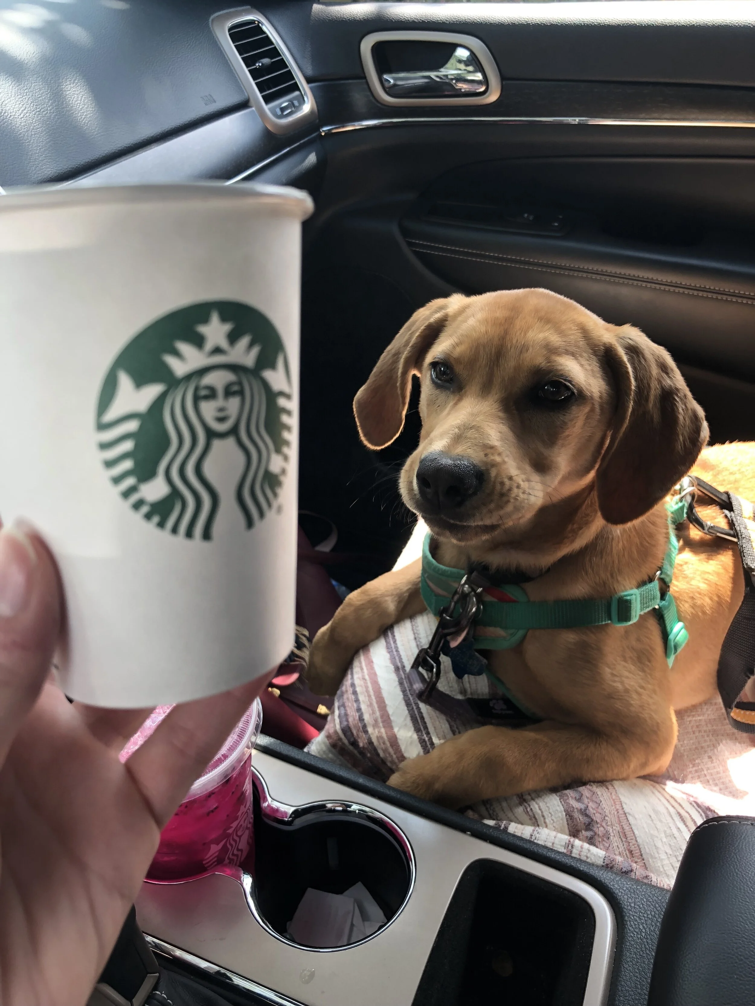 Eco tips for Dog Moms
