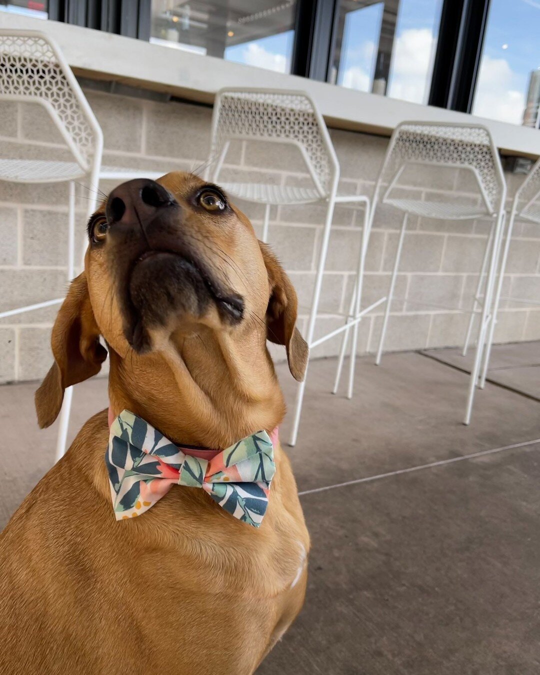 One of our favorite activities is to go to out for breakfast at @dishsociety 
Missy's feels like a queen there. I always dress her up (like with her cute @moderncompanion bow here) and she gets the coolest treats when we're there.
Shhhh...I also shar