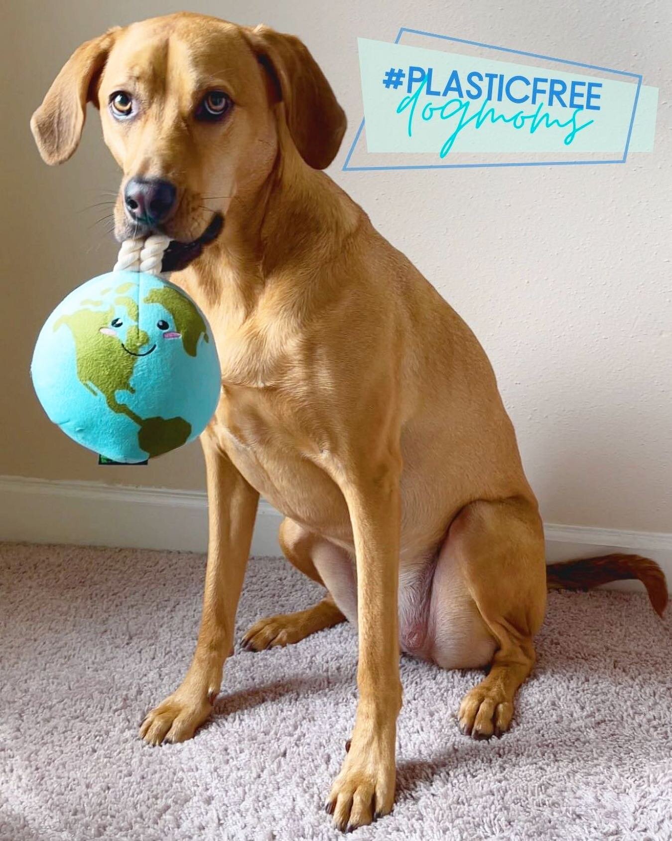 Do you love the planet?
On this #sustainabledogsunday Missy is wondering who loves earth as much as she loves her earth toy. 

You do? Then join our awesome #plasticfreedogmom July challenge we are hosting with the fabulous @thedinkdogmom Blair with 