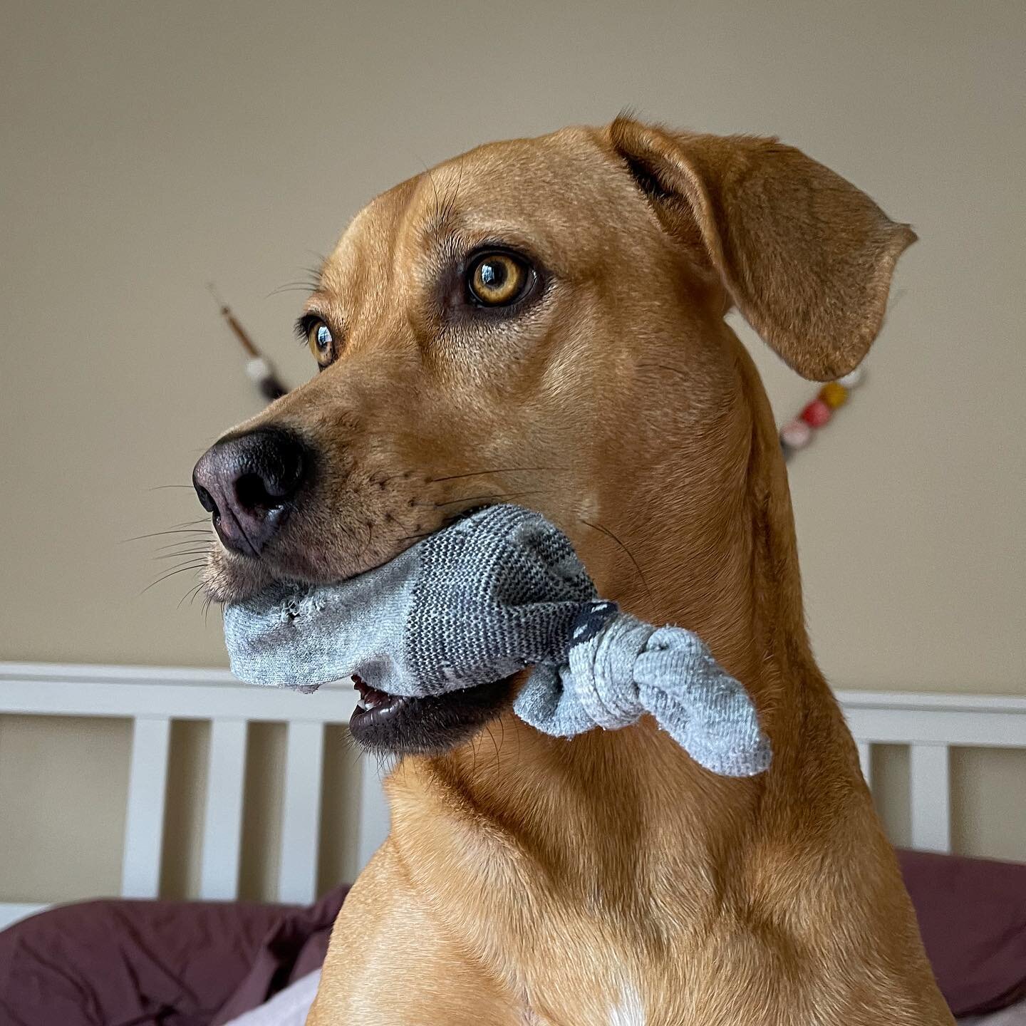 Introducing &hellip;the Sockinator!

I made this &bdquo;toy&ldquo; from an old sock that was beyond repair. 
Missy is obsessed with this and loves the squeaker that I tied into the sock. 

I keep all squeakers from destroyed toys to reuse in other pr