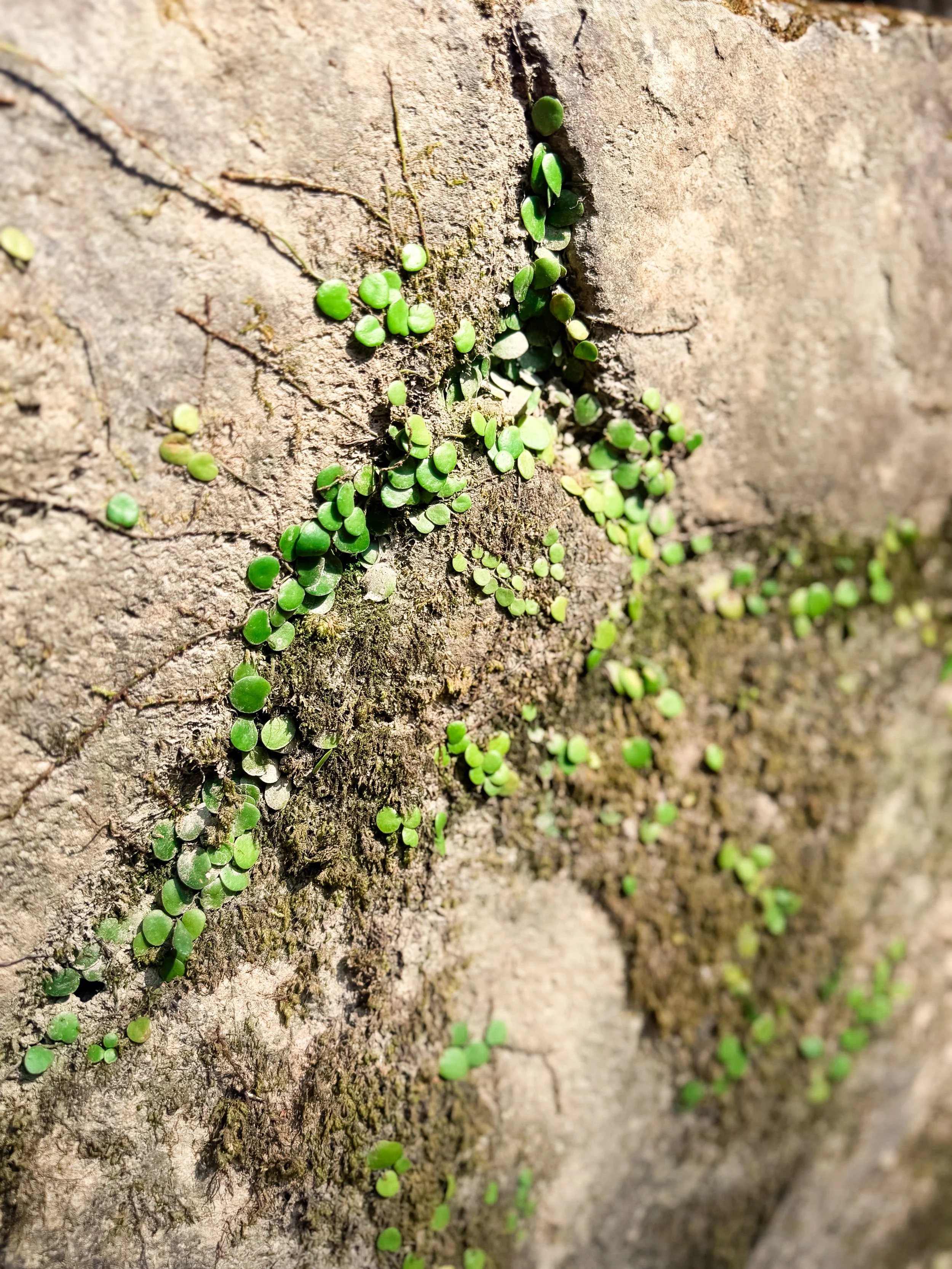 The Art of Noticing | Nature Finds a Way
