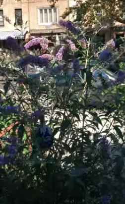 Butterfly Bush
