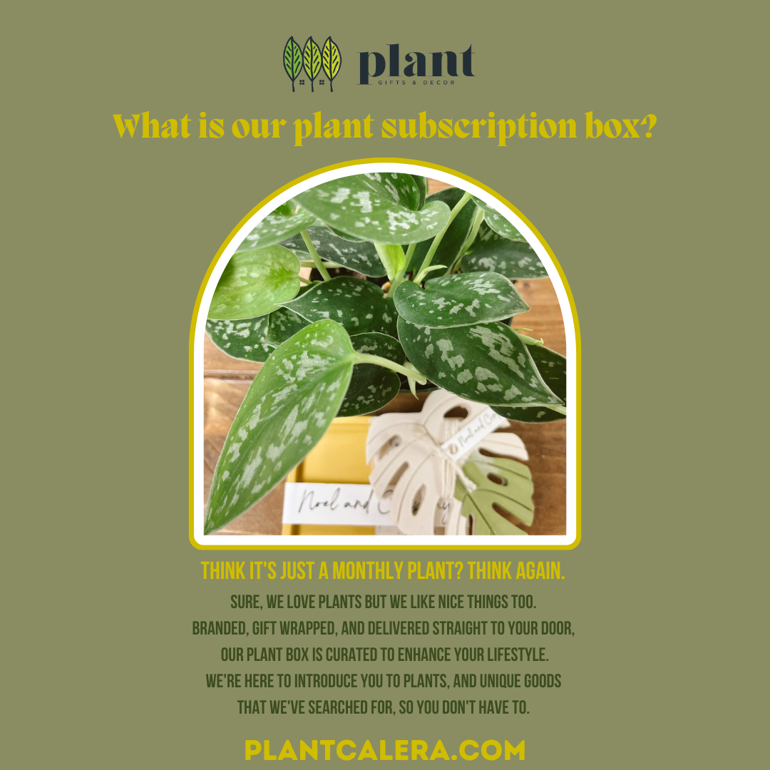 Gift a Plant – poudha.com