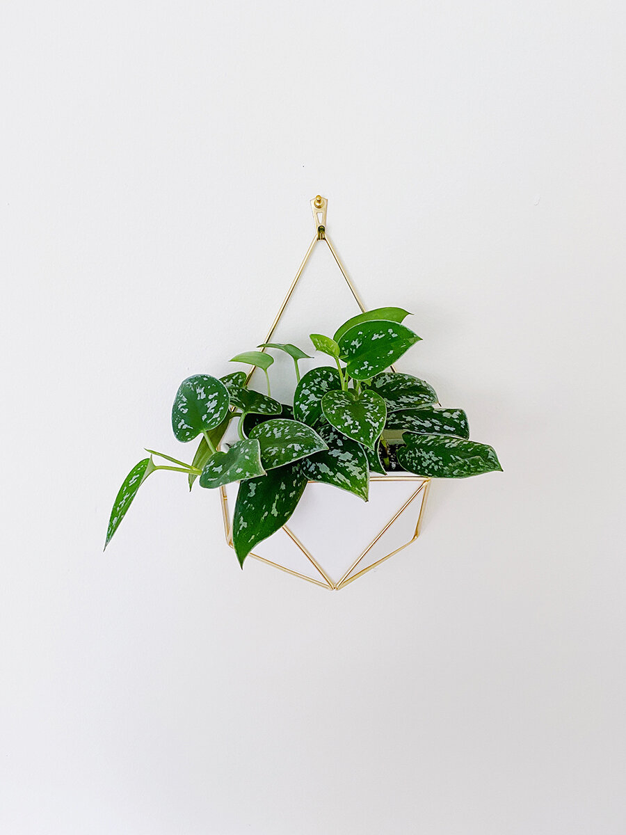 plant.jpg