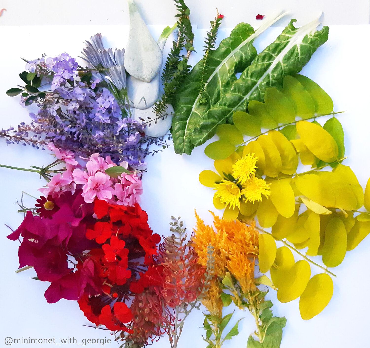 Flower Colour Wheel 2.jpg