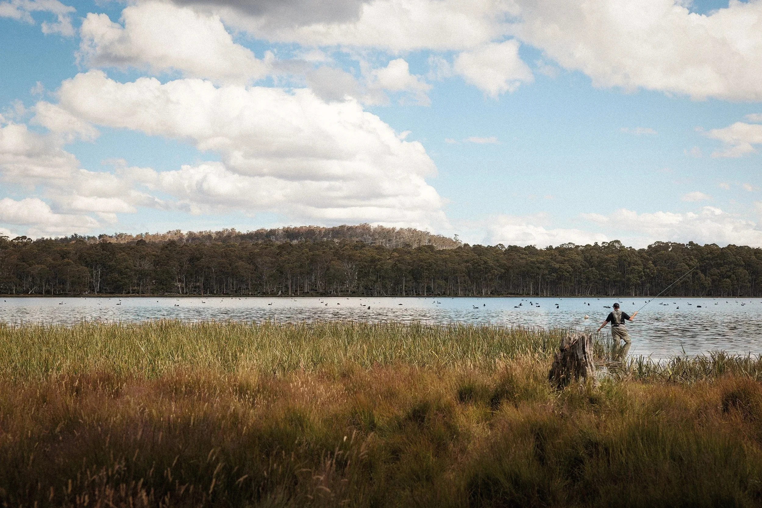 The Fish Were Playing