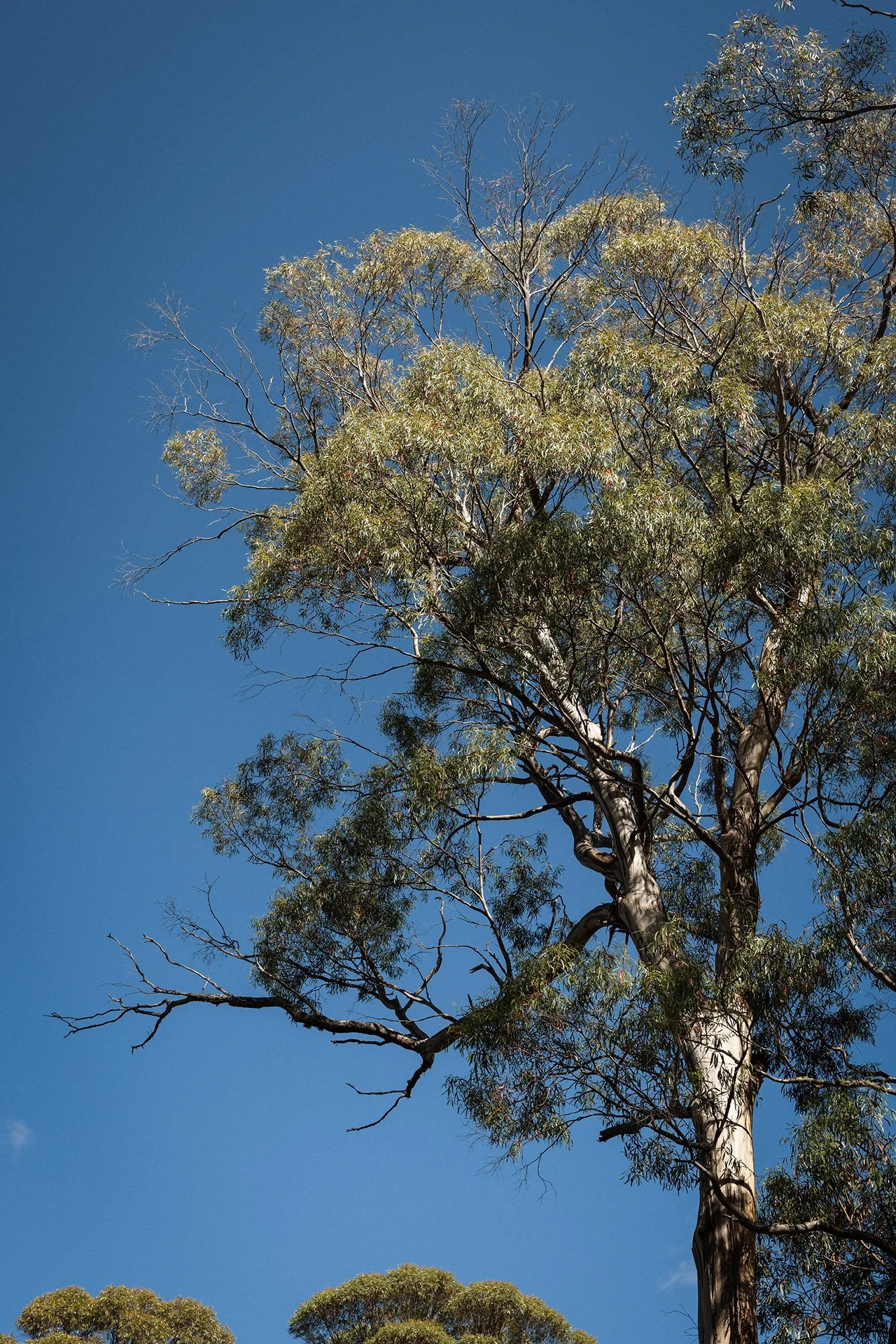 Tasmania 1K1A2319.jpg