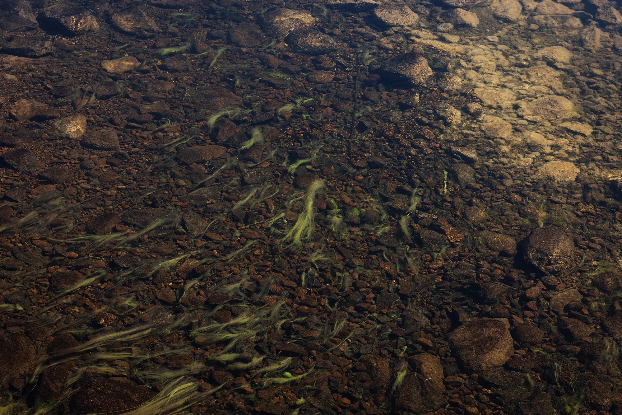 Tasmania 1K1A2328.jpg