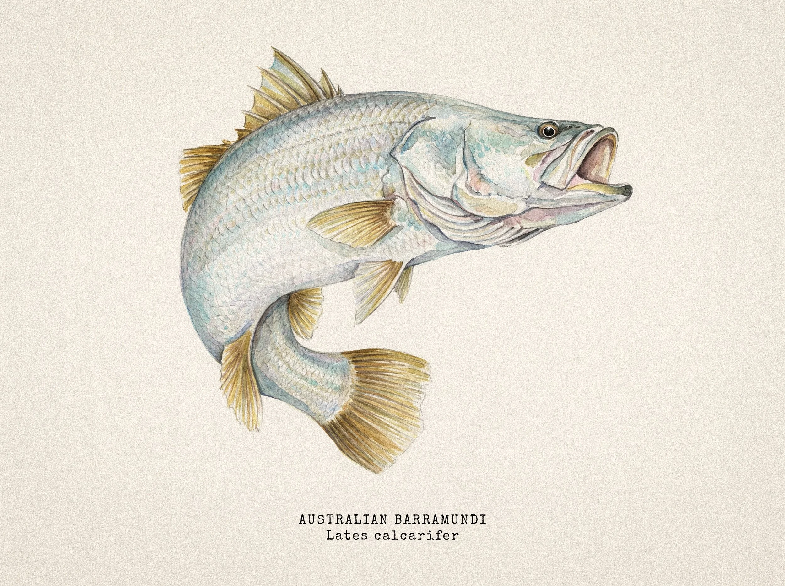 BARRAMUNDI WITH MACADAMIA BROWN BUTTER &amp; LIME