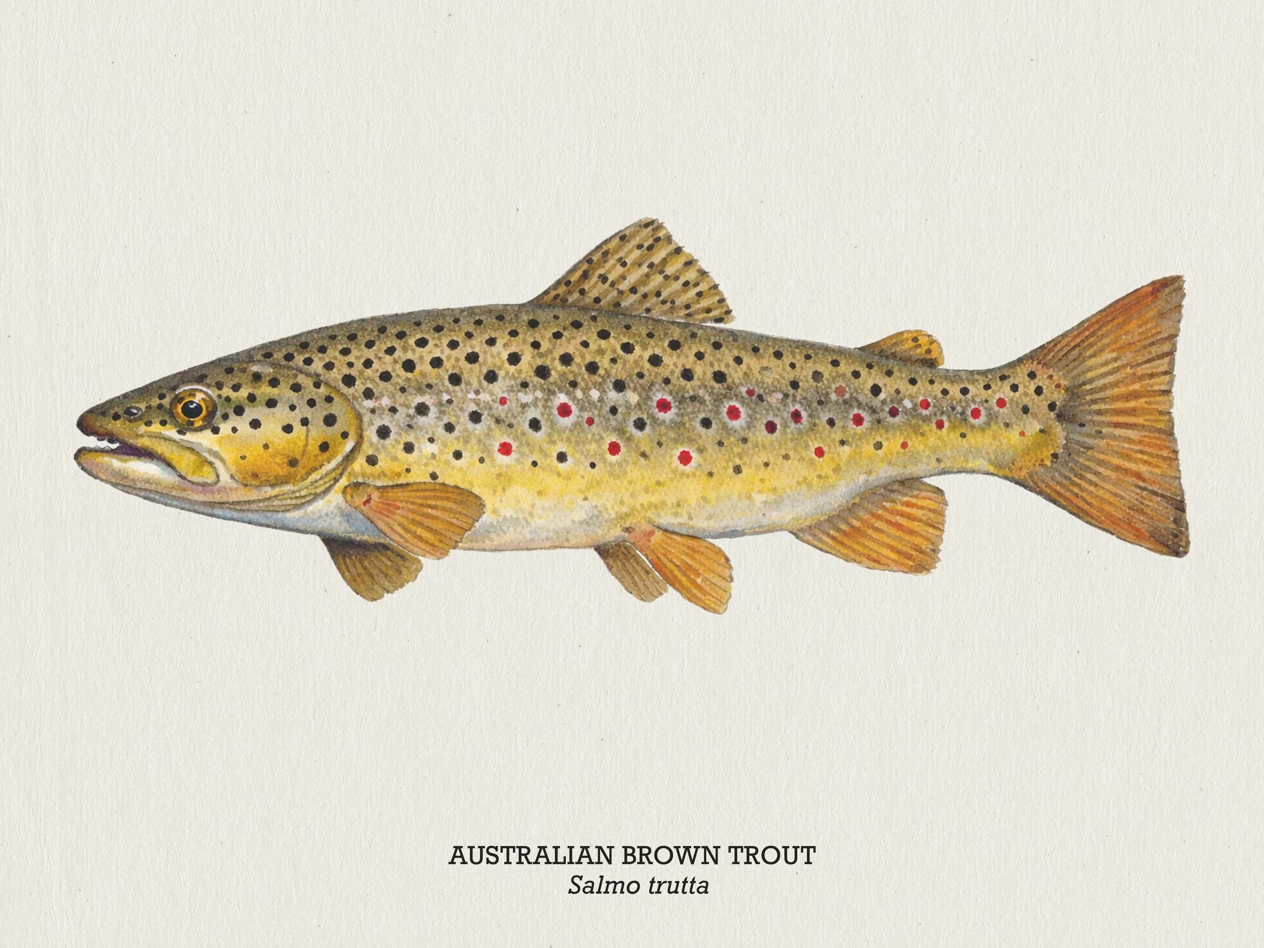 DRAWING OF AUSTRALIAN BROWN RIVER TROUT