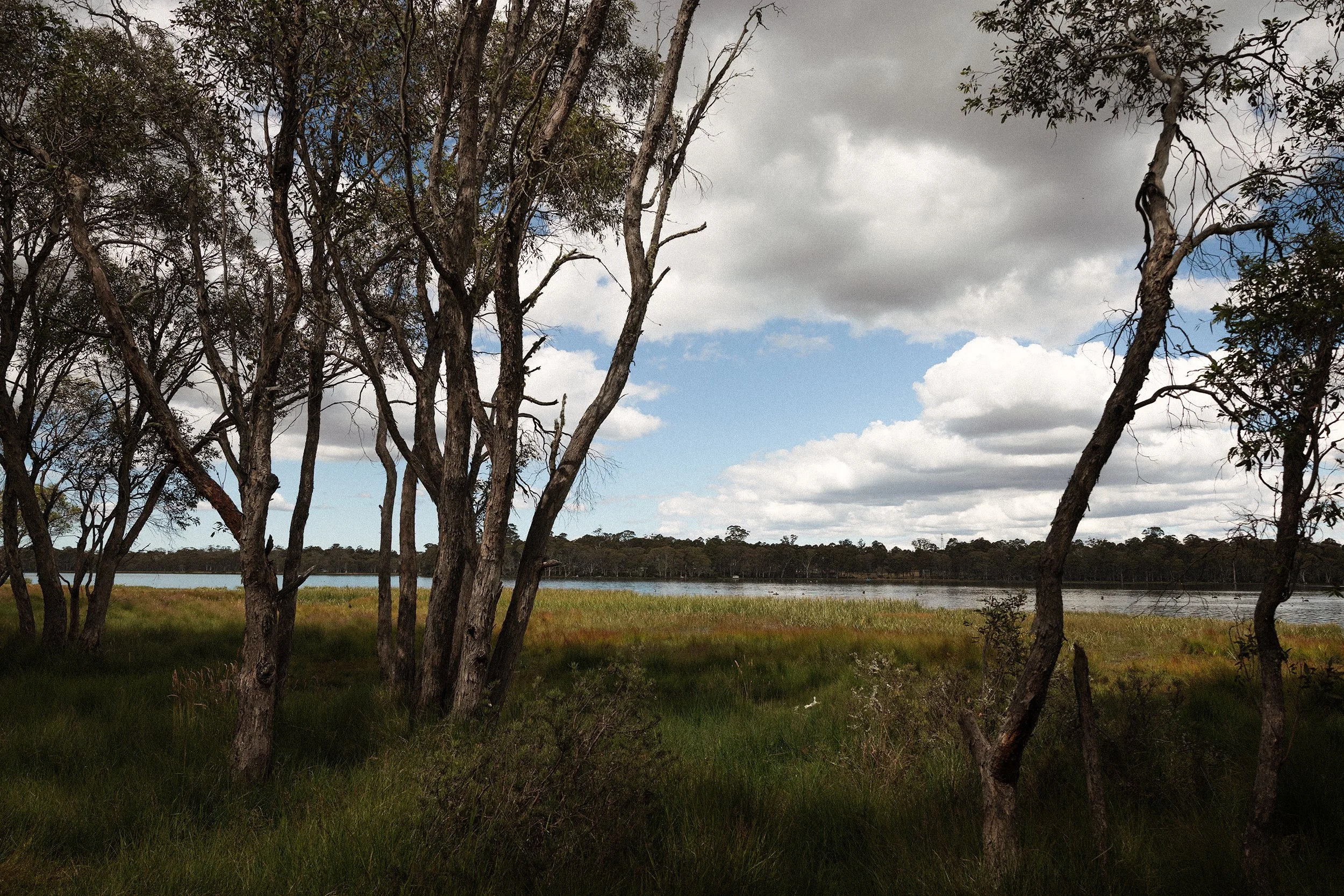 A lagoon, surrounded by big trees