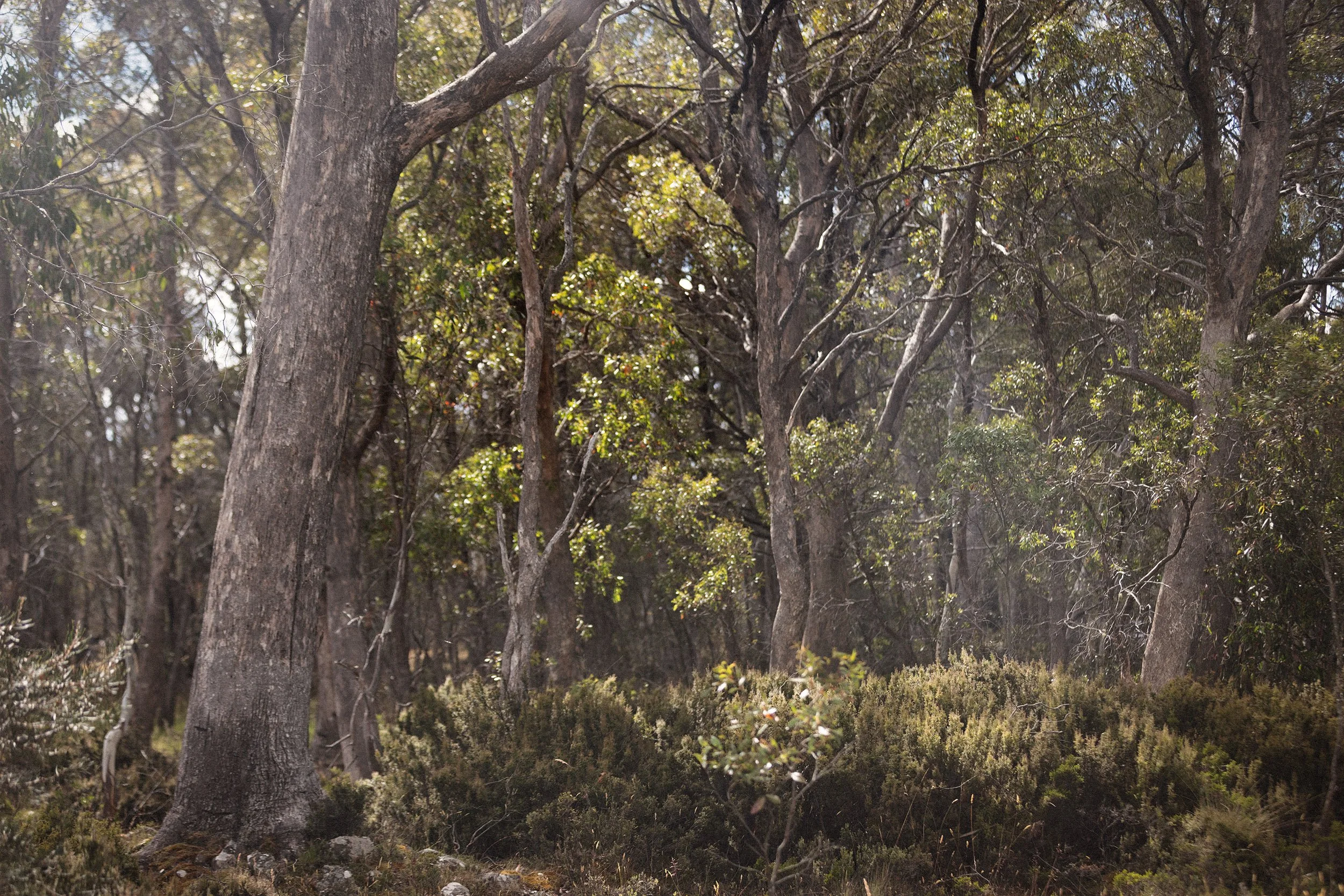 a forest of trees with light streaming through