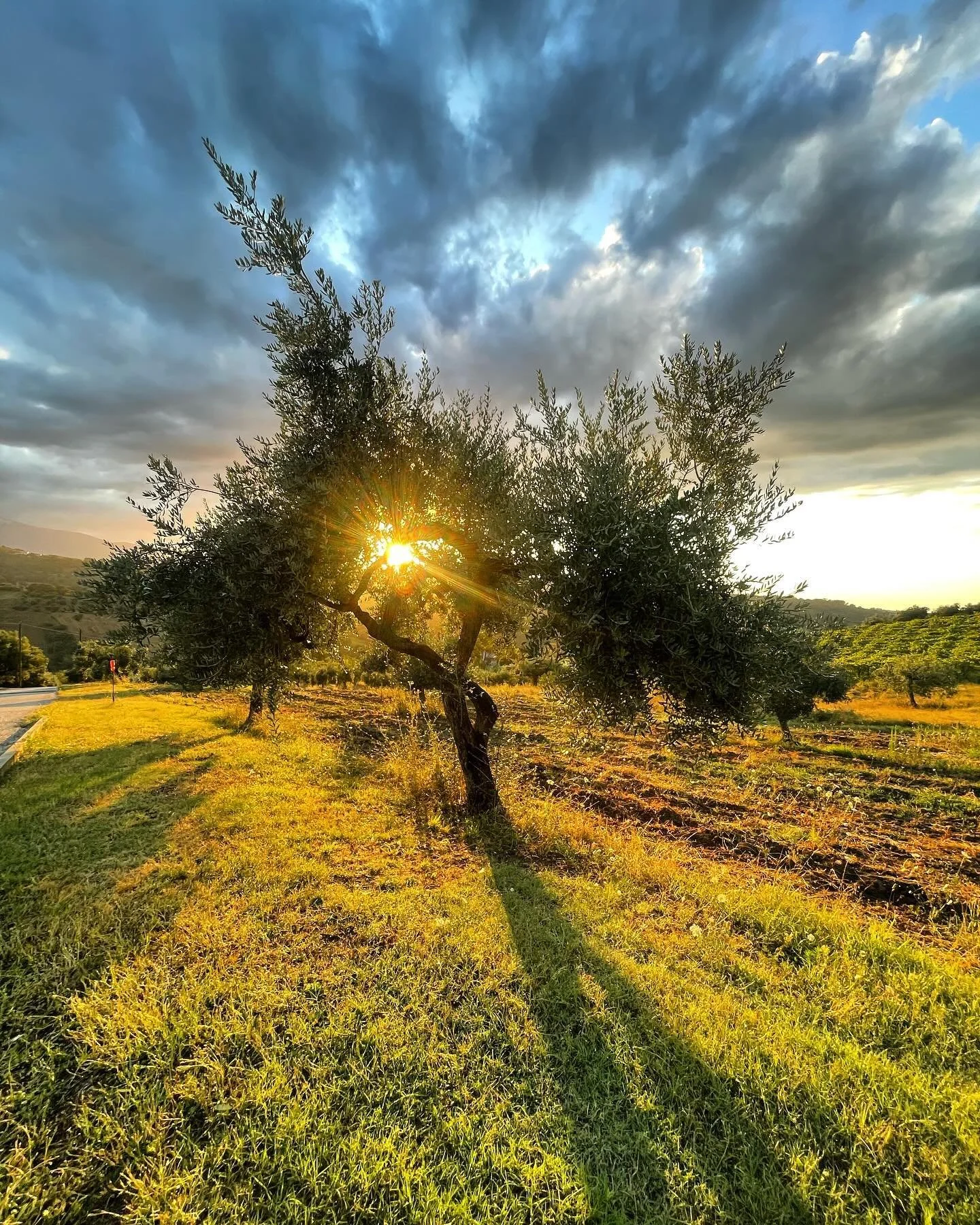 ☀️ Golden rays through ancient olive trees, capturing the essence of what&rsquo;s to come. Inspired by the beauty of nature and the rich heritage of our grove, we have something special in the works just for you. ✨ Stay tuned for an exciting announce
