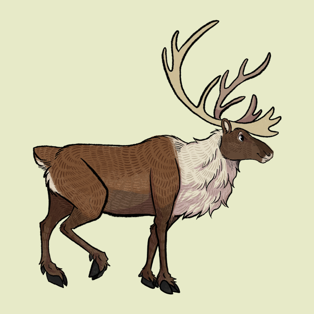 World Caribou Day 2023 — Caribou Conservation Alliance